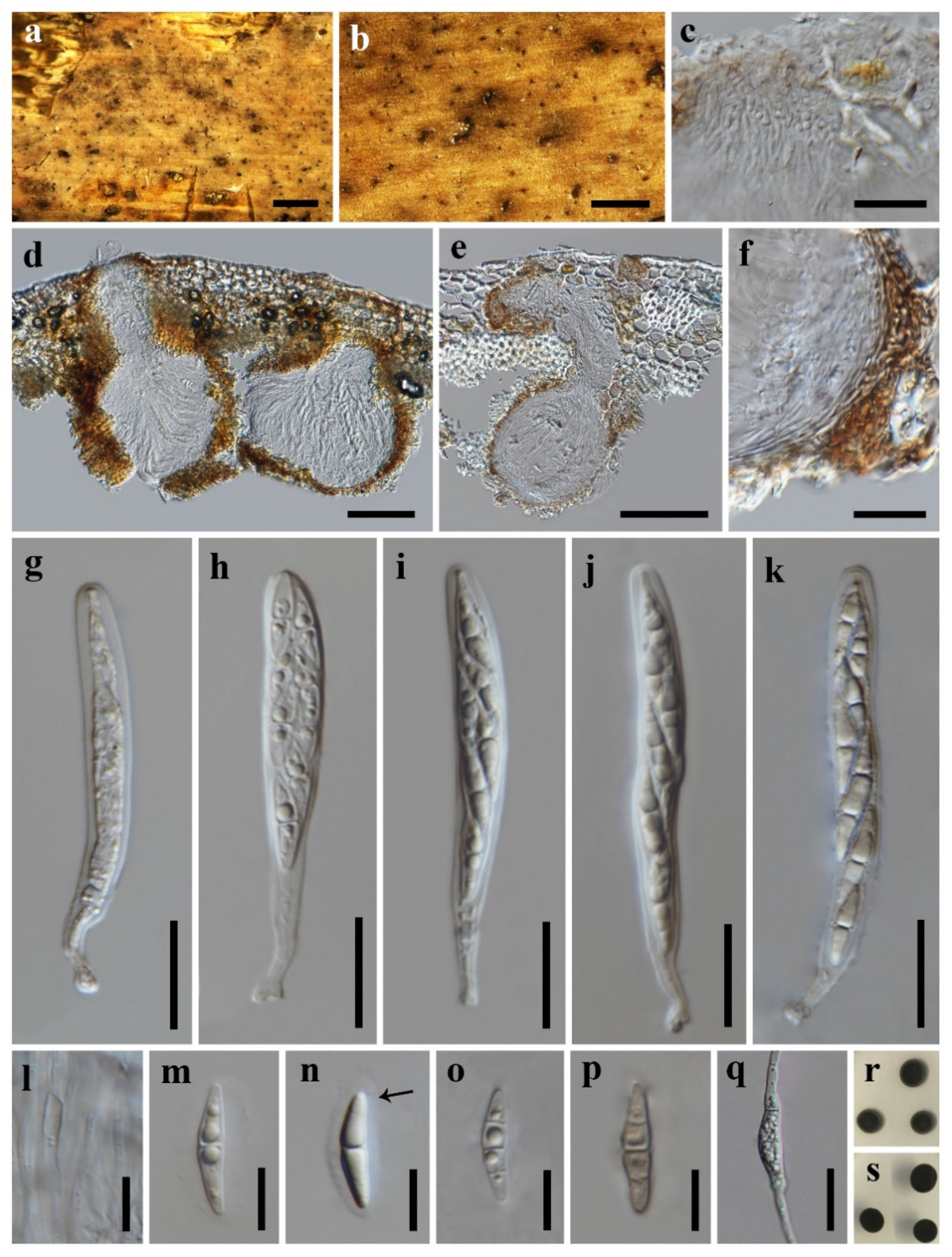 Diversity 13 00516 g003