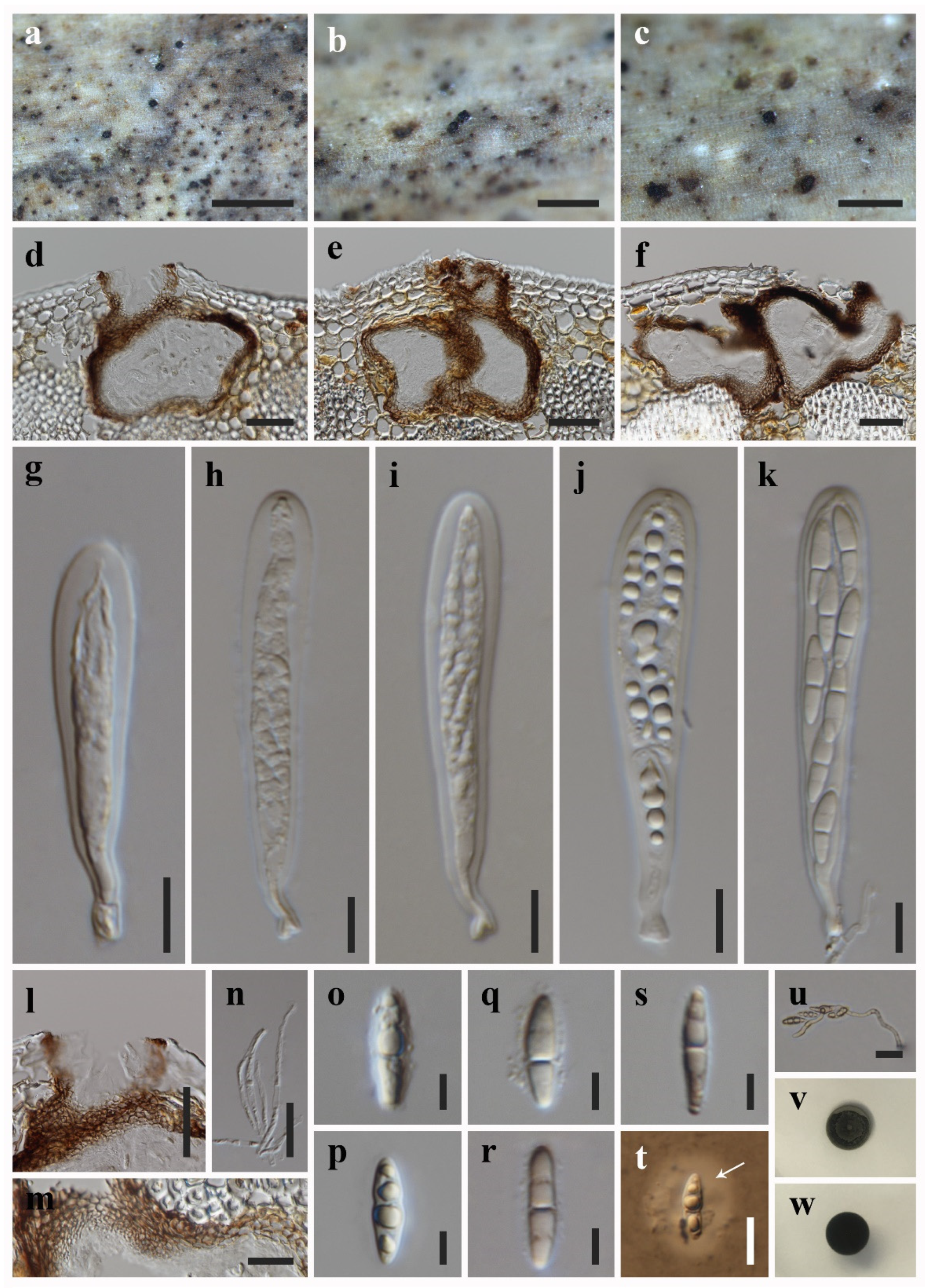Diversity 13 00516 g004
