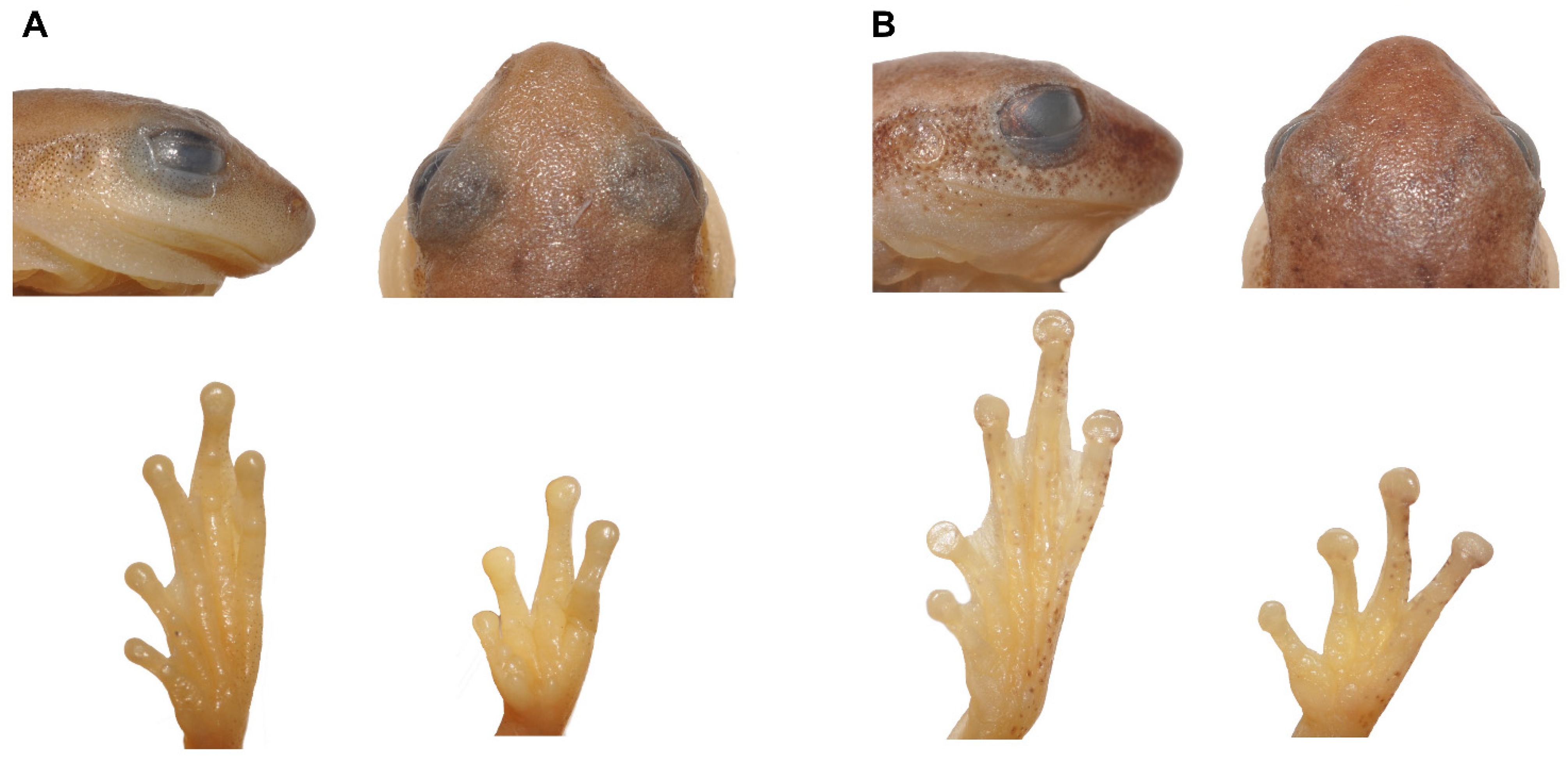 Diversity 13 00522 g004