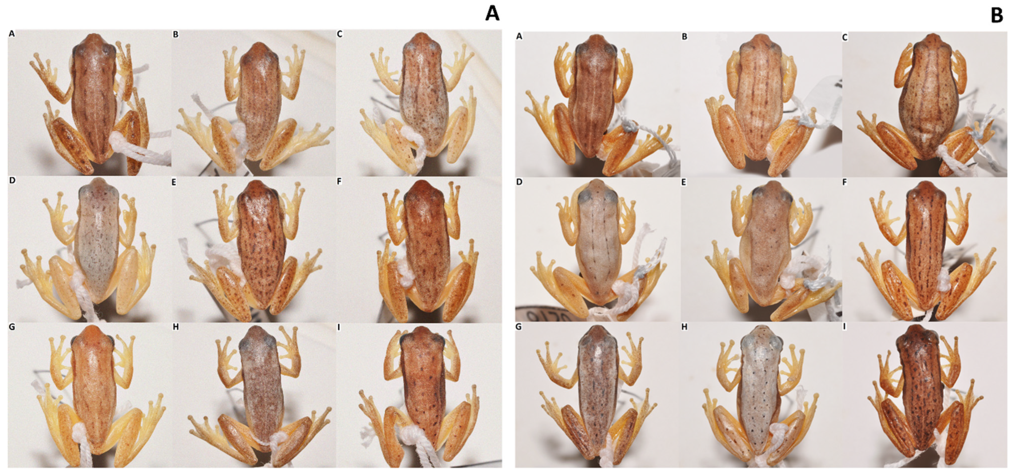 Diversity 13 00522 g005