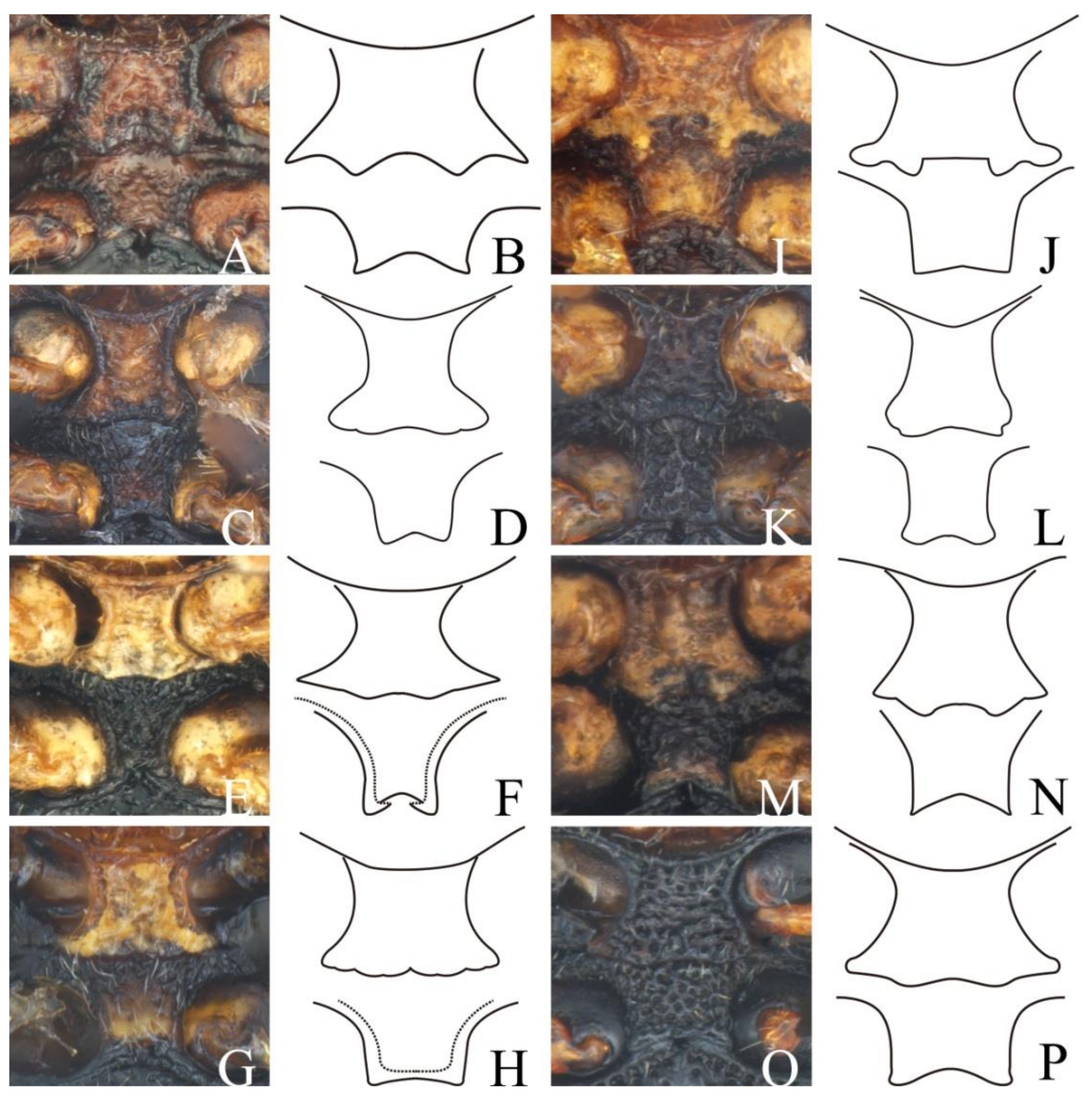 Diversity 13 00523 g001