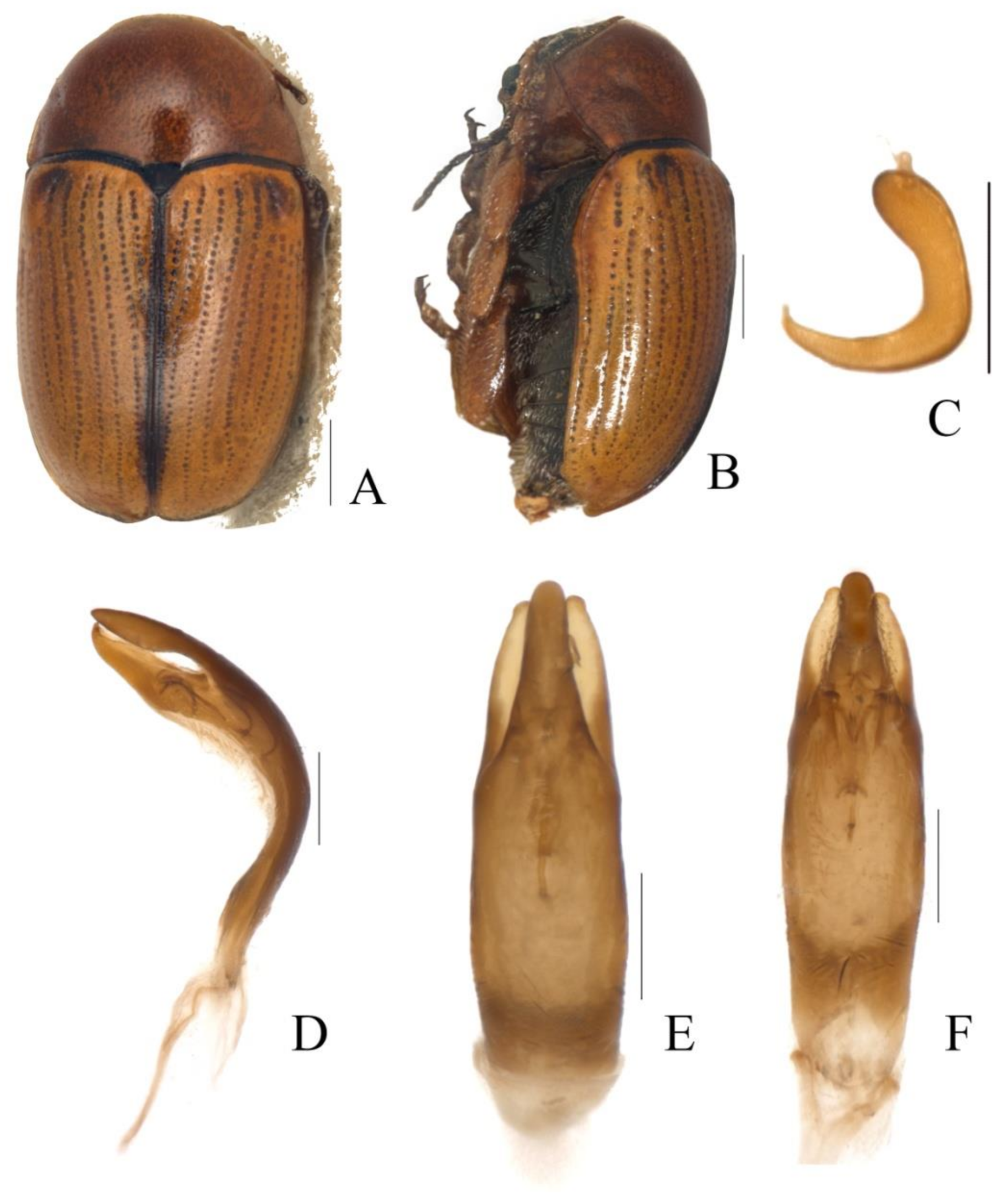 Diversity 13 00523 g002