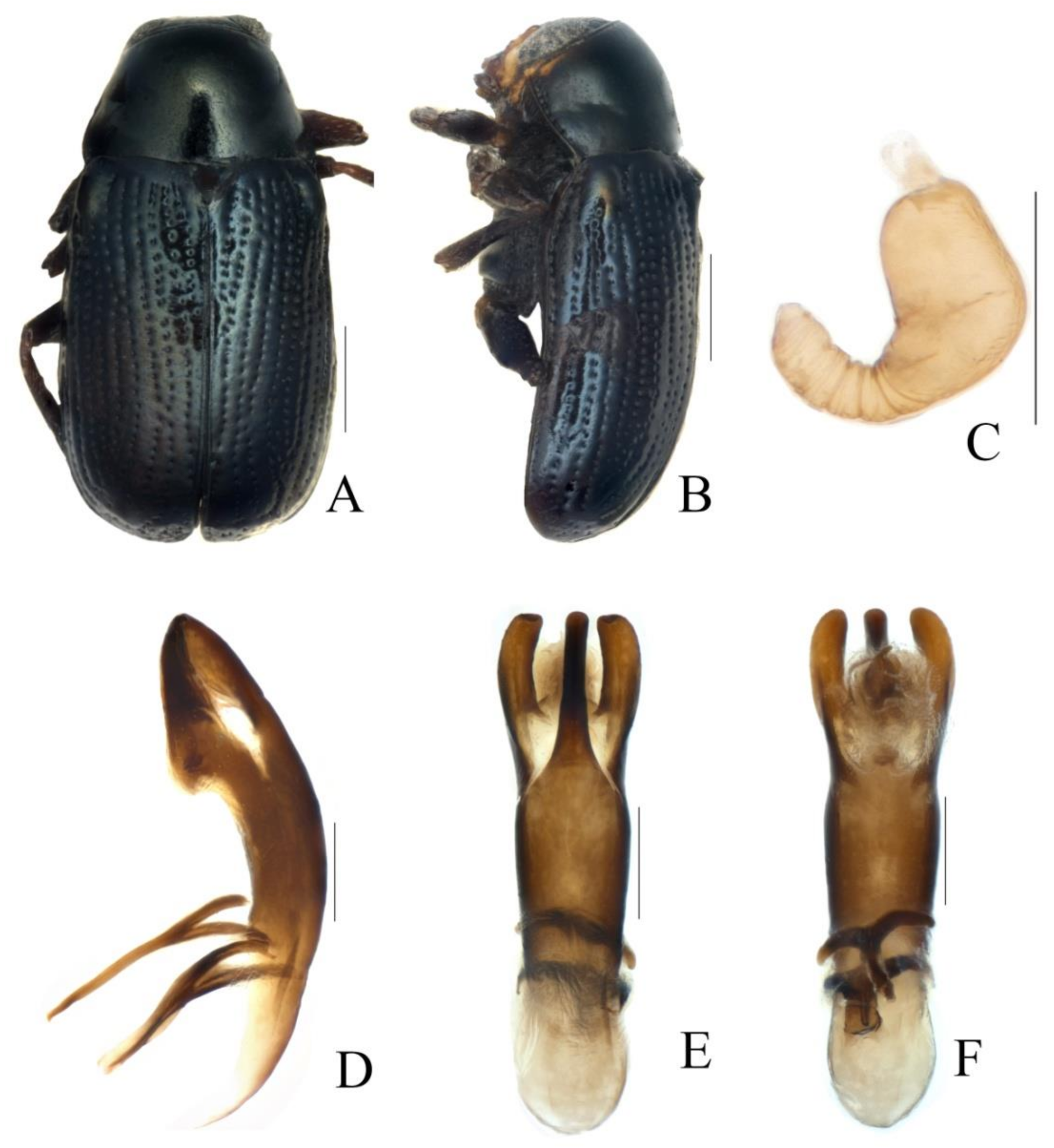 Diversity 13 00523 g004