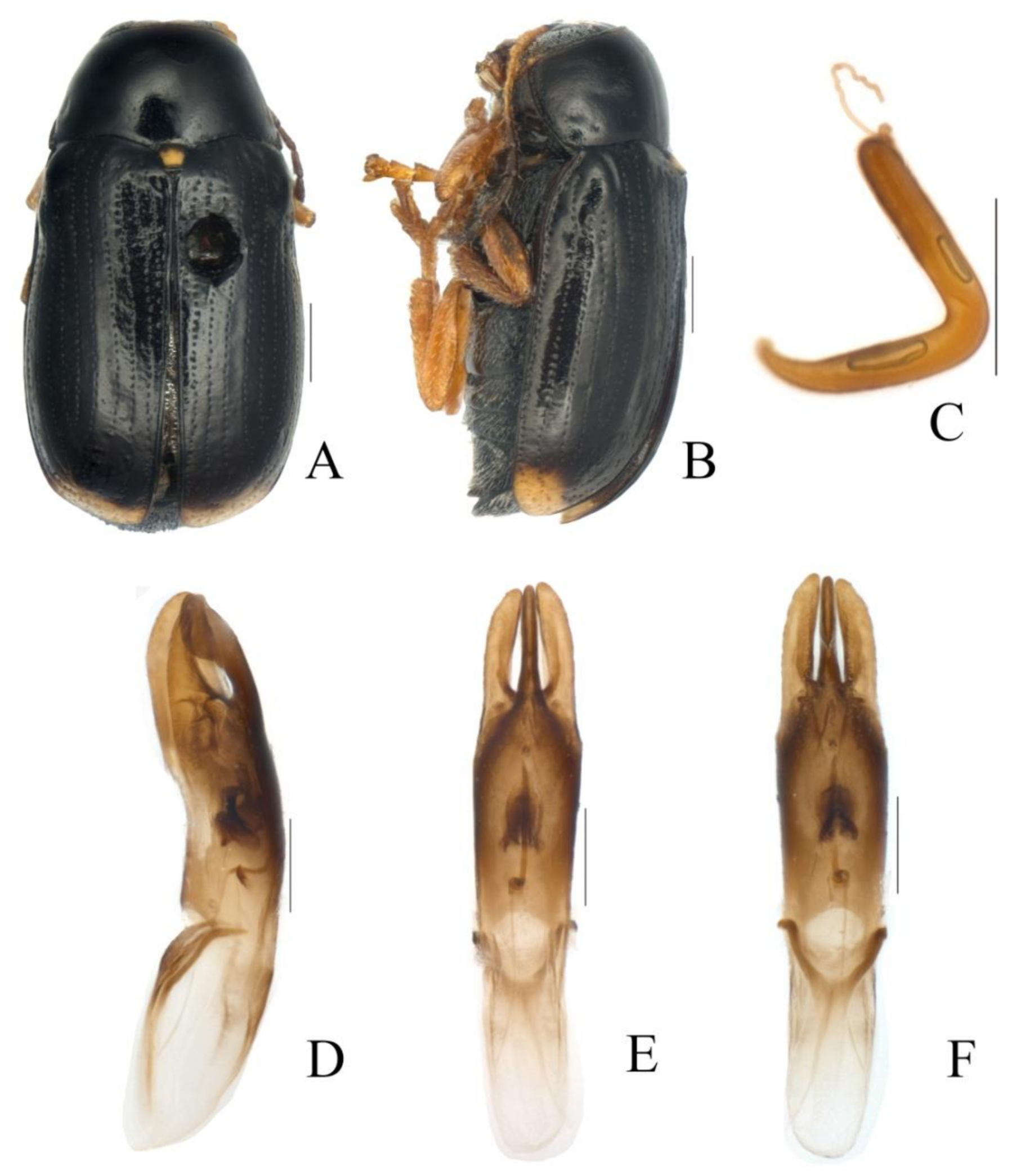 Diversity 13 00523 g006