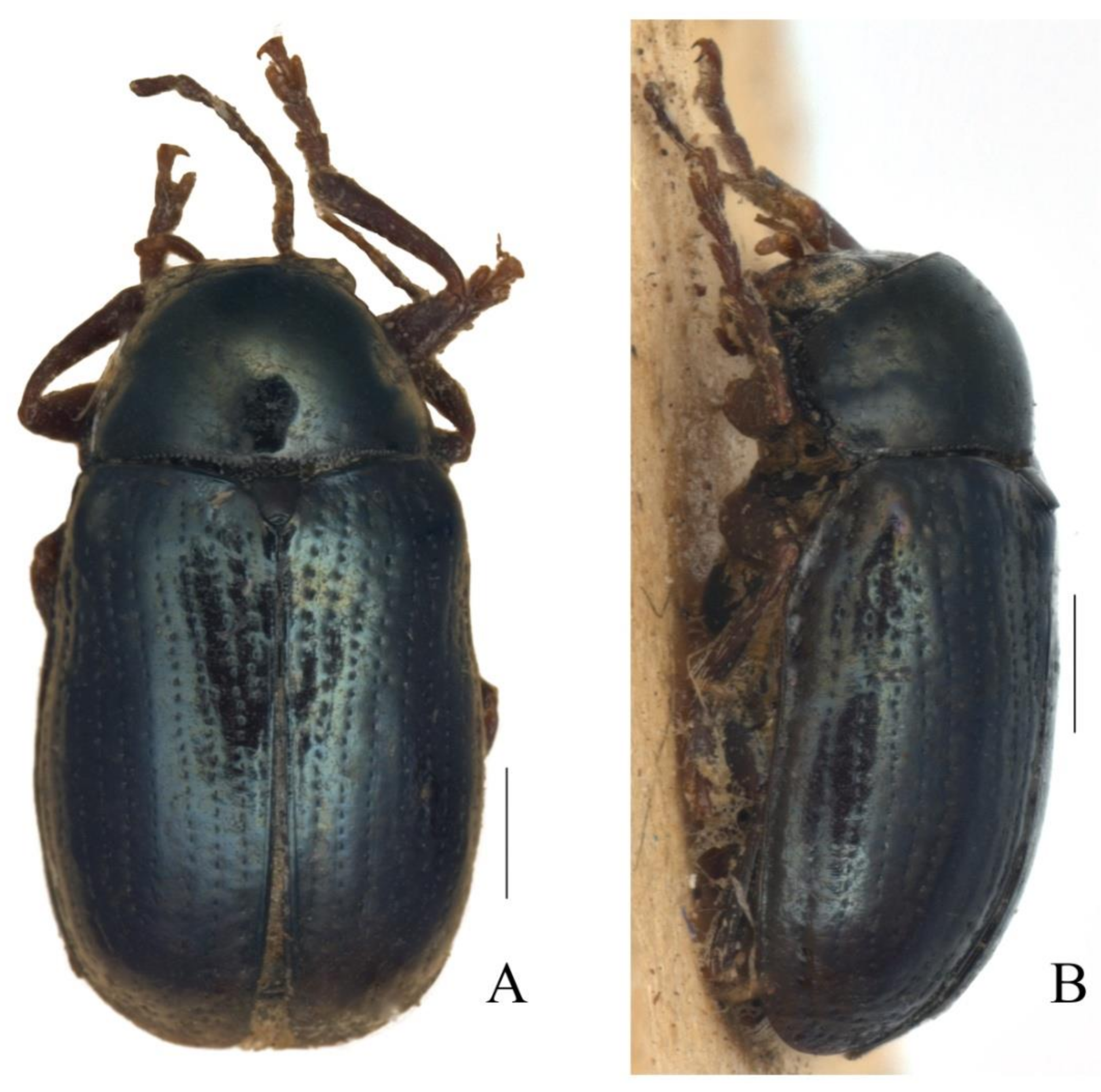 Diversity 13 00523 g010