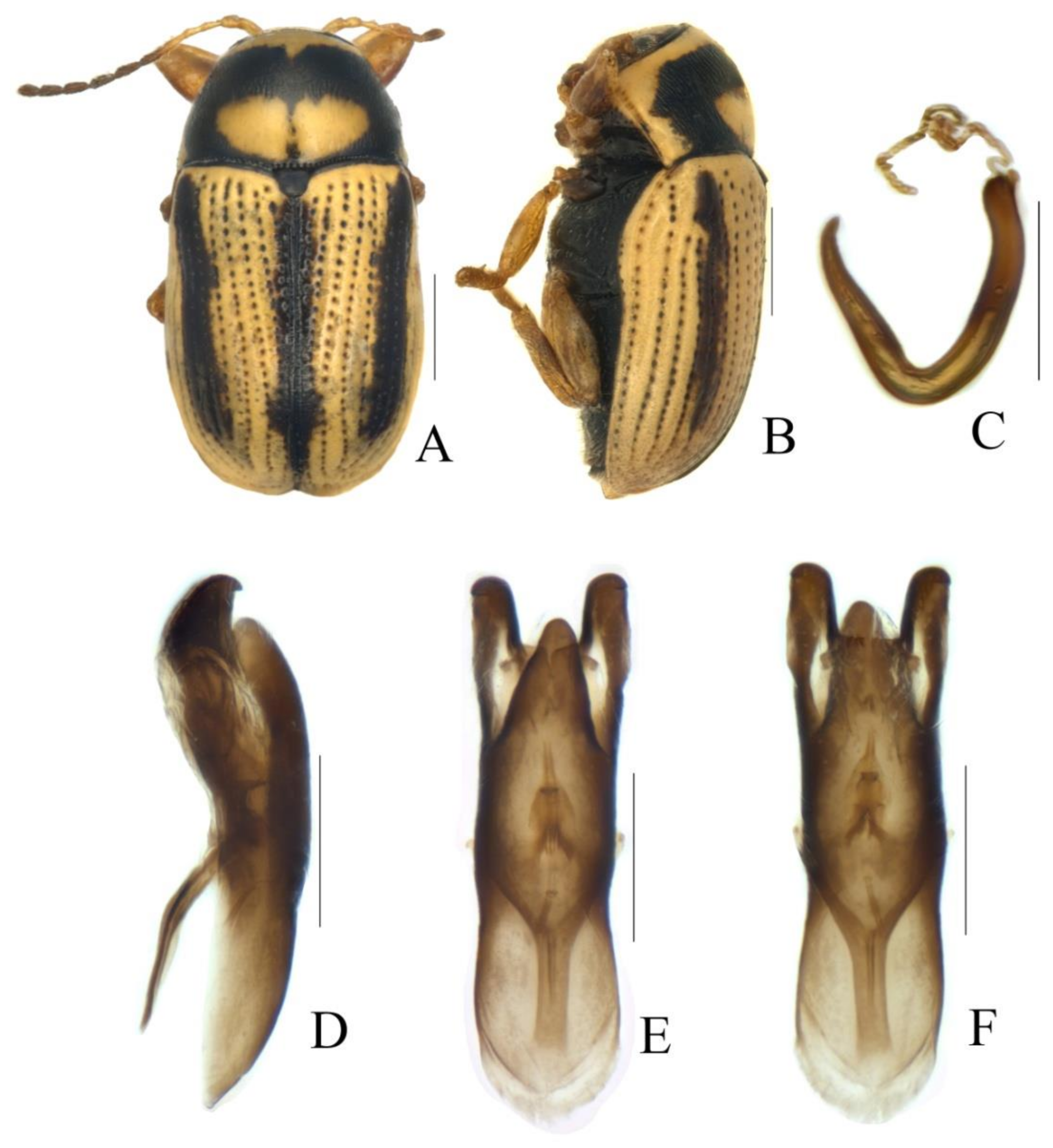 Diversity 13 00523 g011