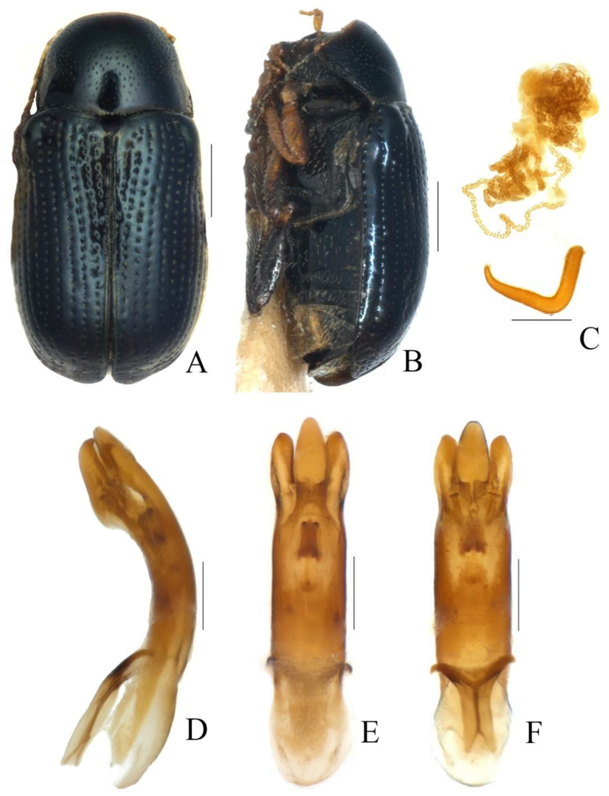 Diversity 13 00523 g013