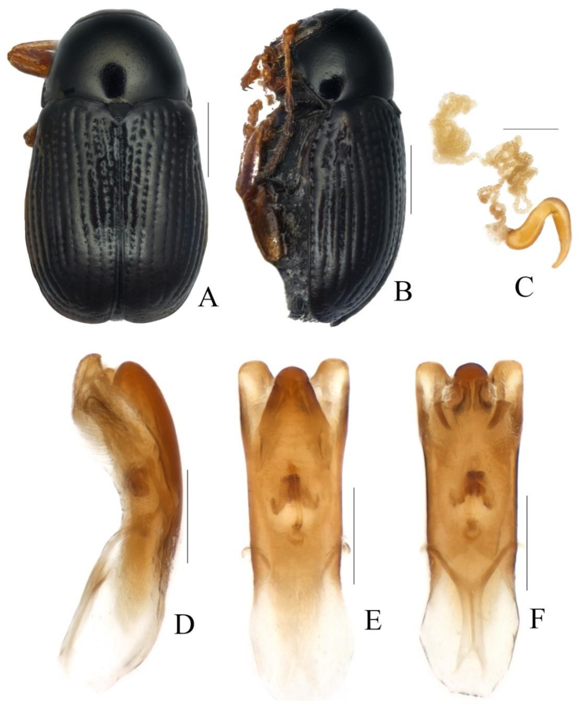 Diversity 13 00523 g015