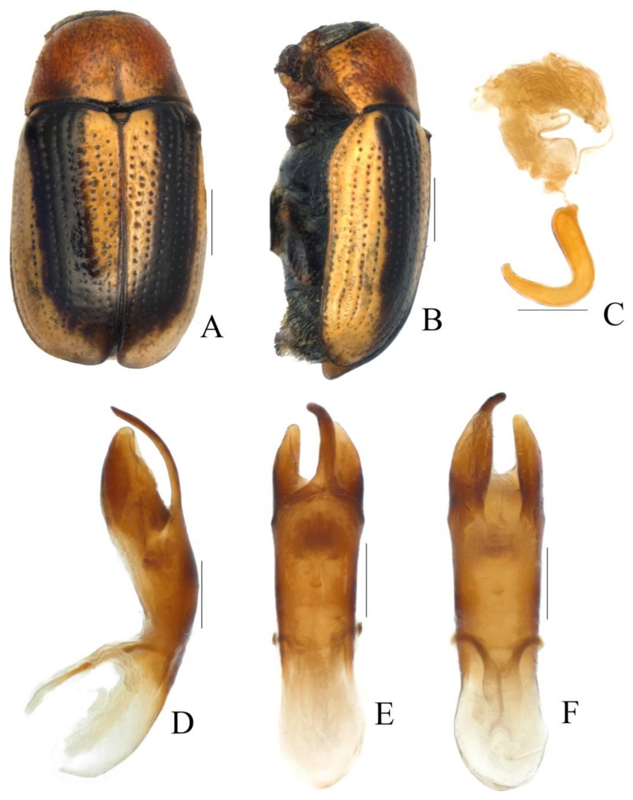 Diversity 13 00523 g017