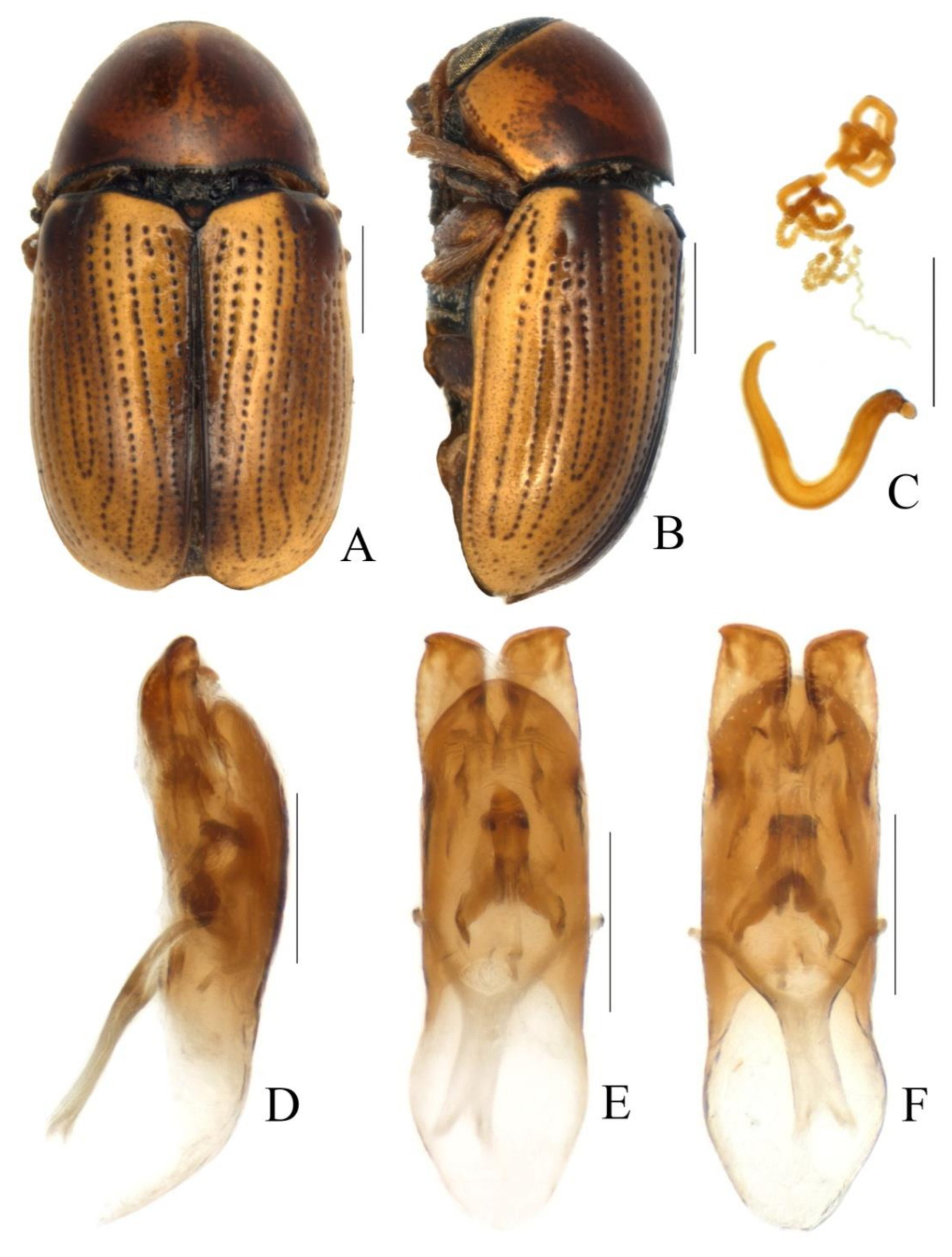 Diversity 13 00523 g019