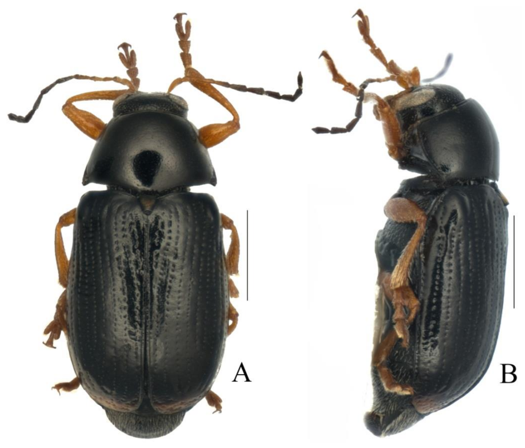 Diversity 13 00523 g021