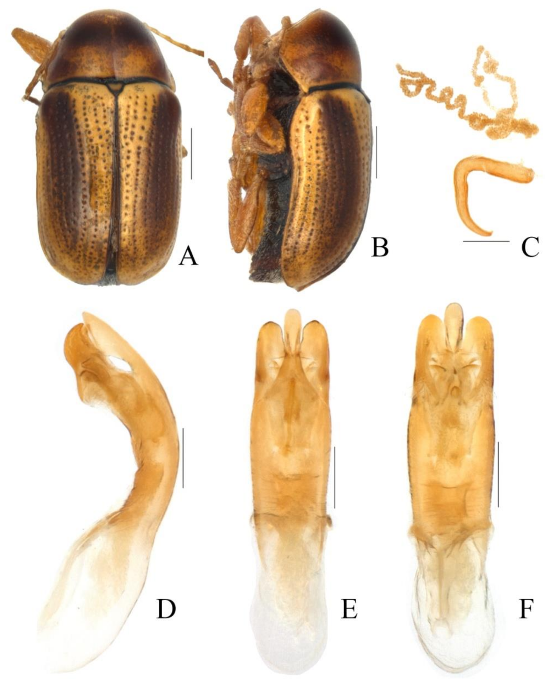 Diversity 13 00523 g024