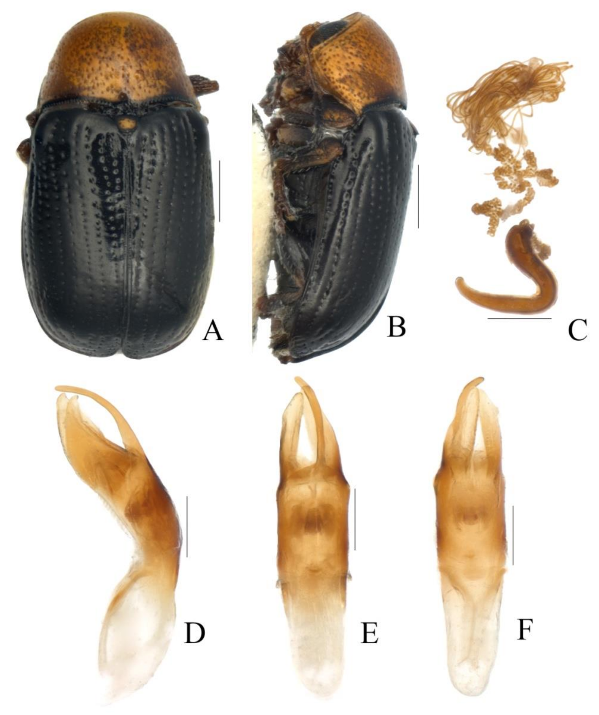 Diversity 13 00523 g026