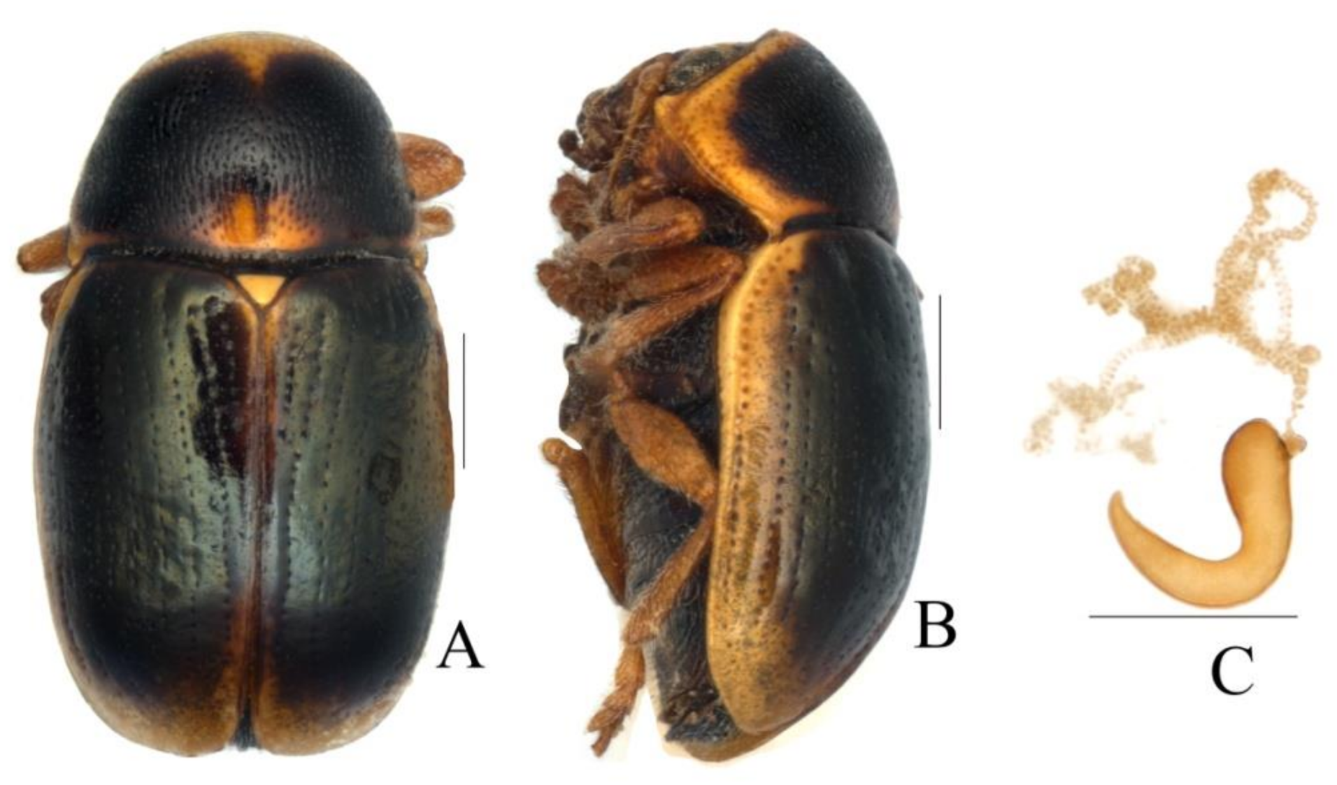 Diversity 13 00523 g028