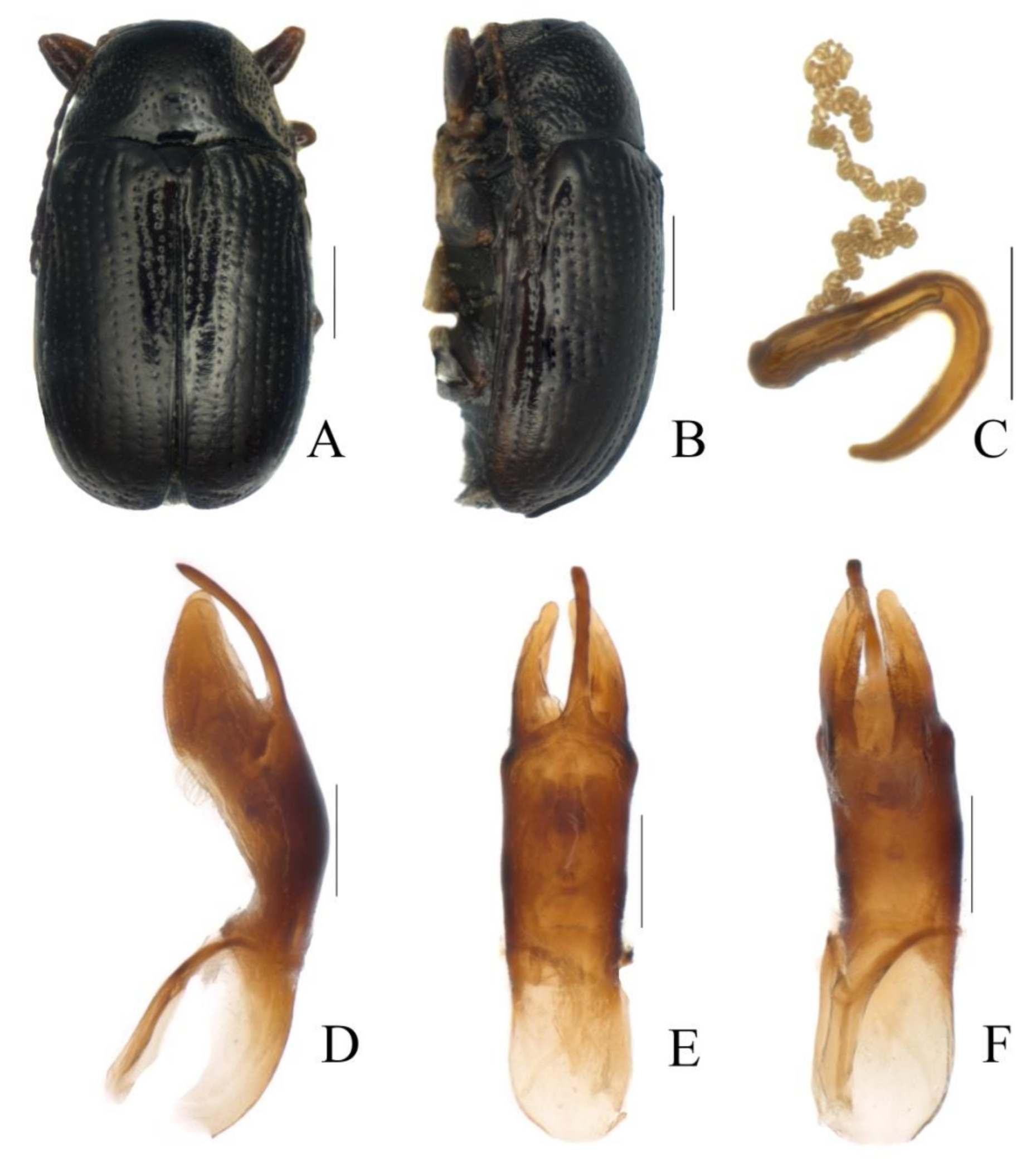 Diversity 13 00523 g029