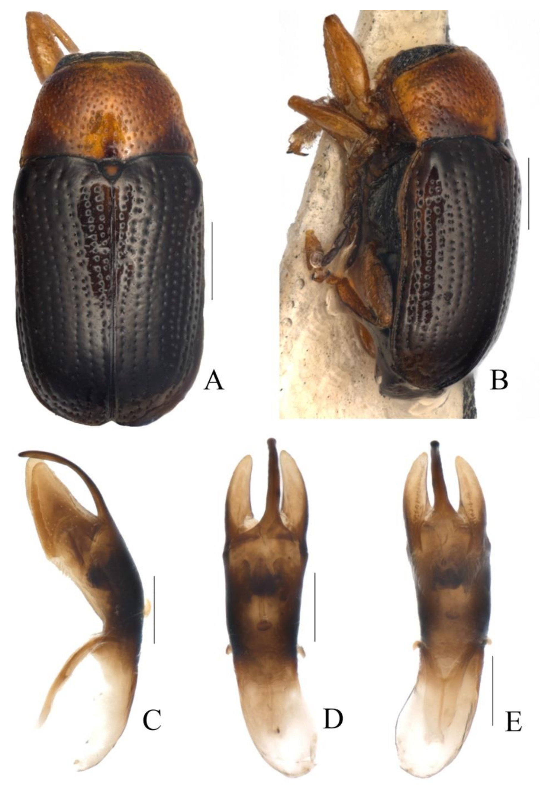 Diversity 13 00523 g031