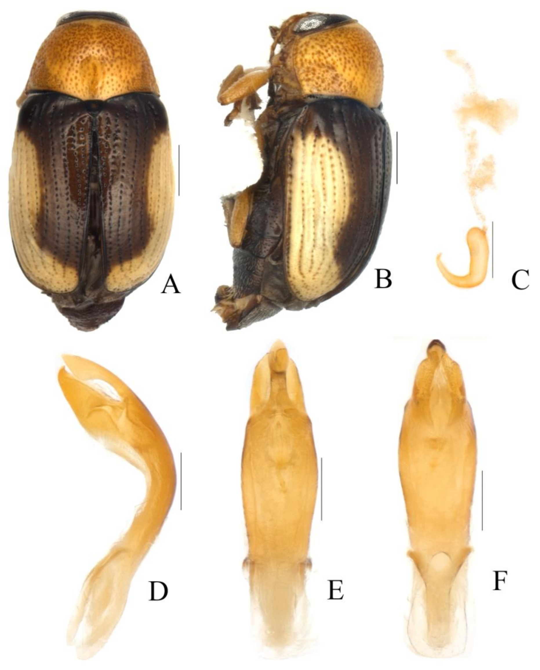 Diversity 13 00523 g033