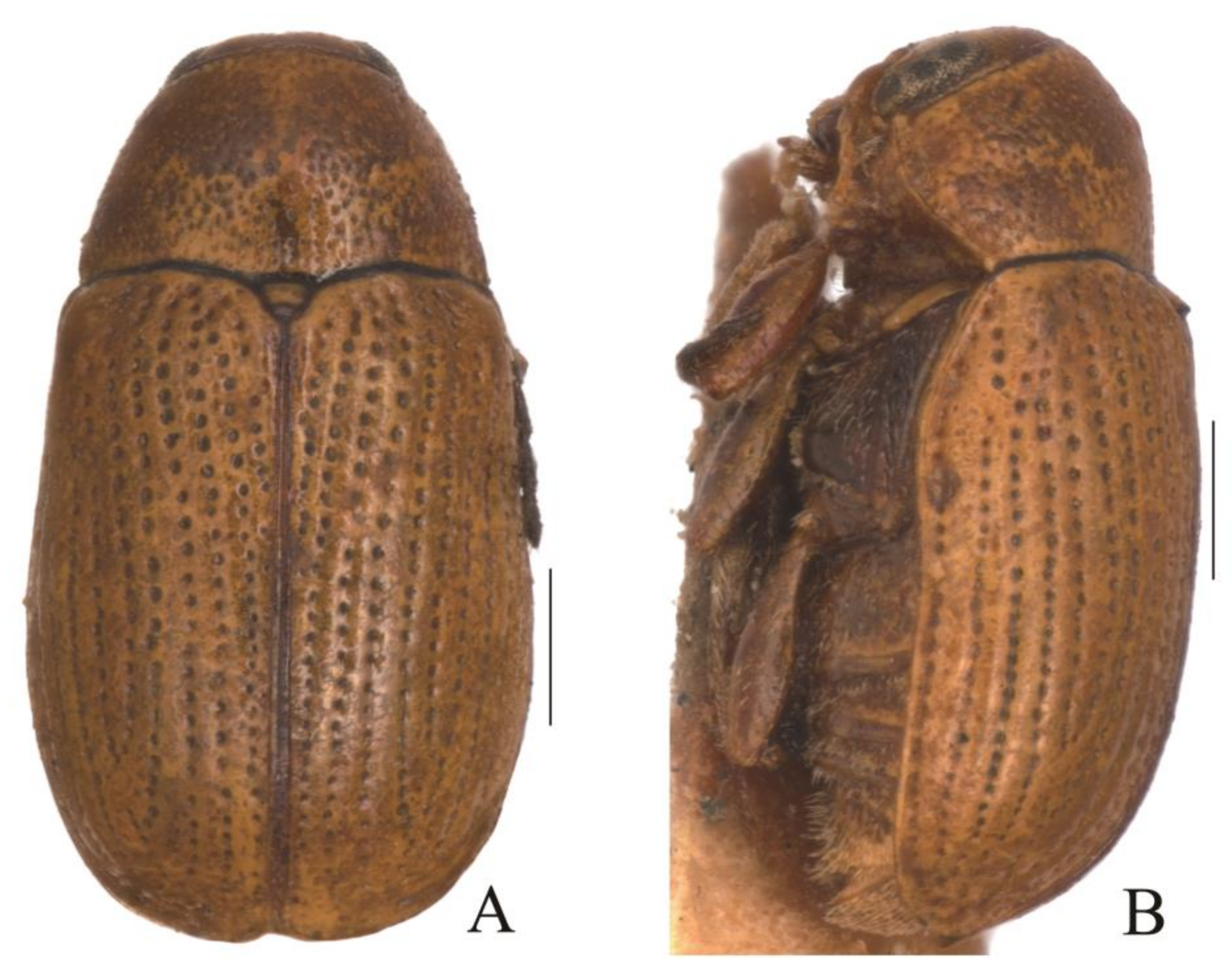 Diversity 13 00523 g035