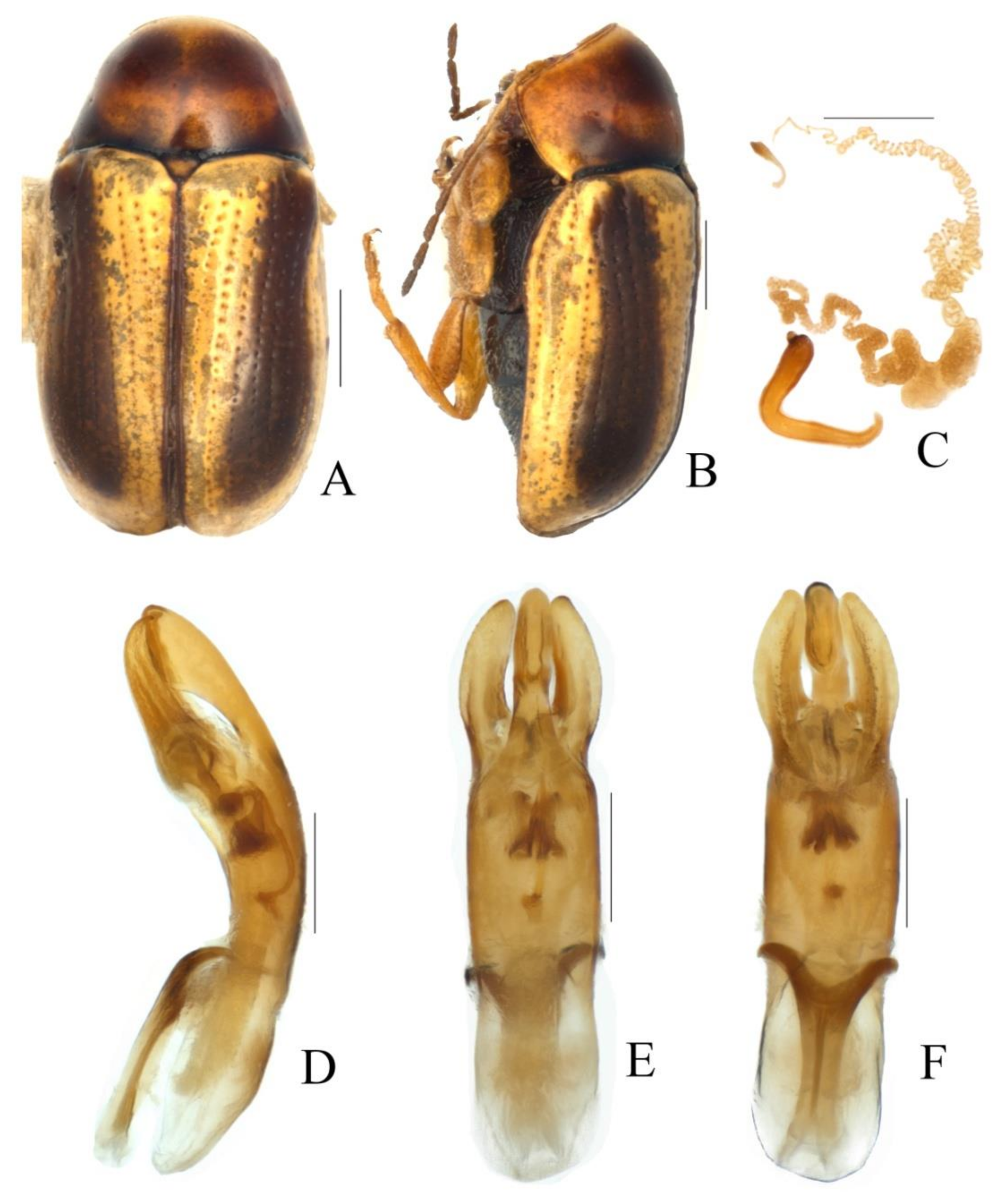 Diversity 13 00523 g036