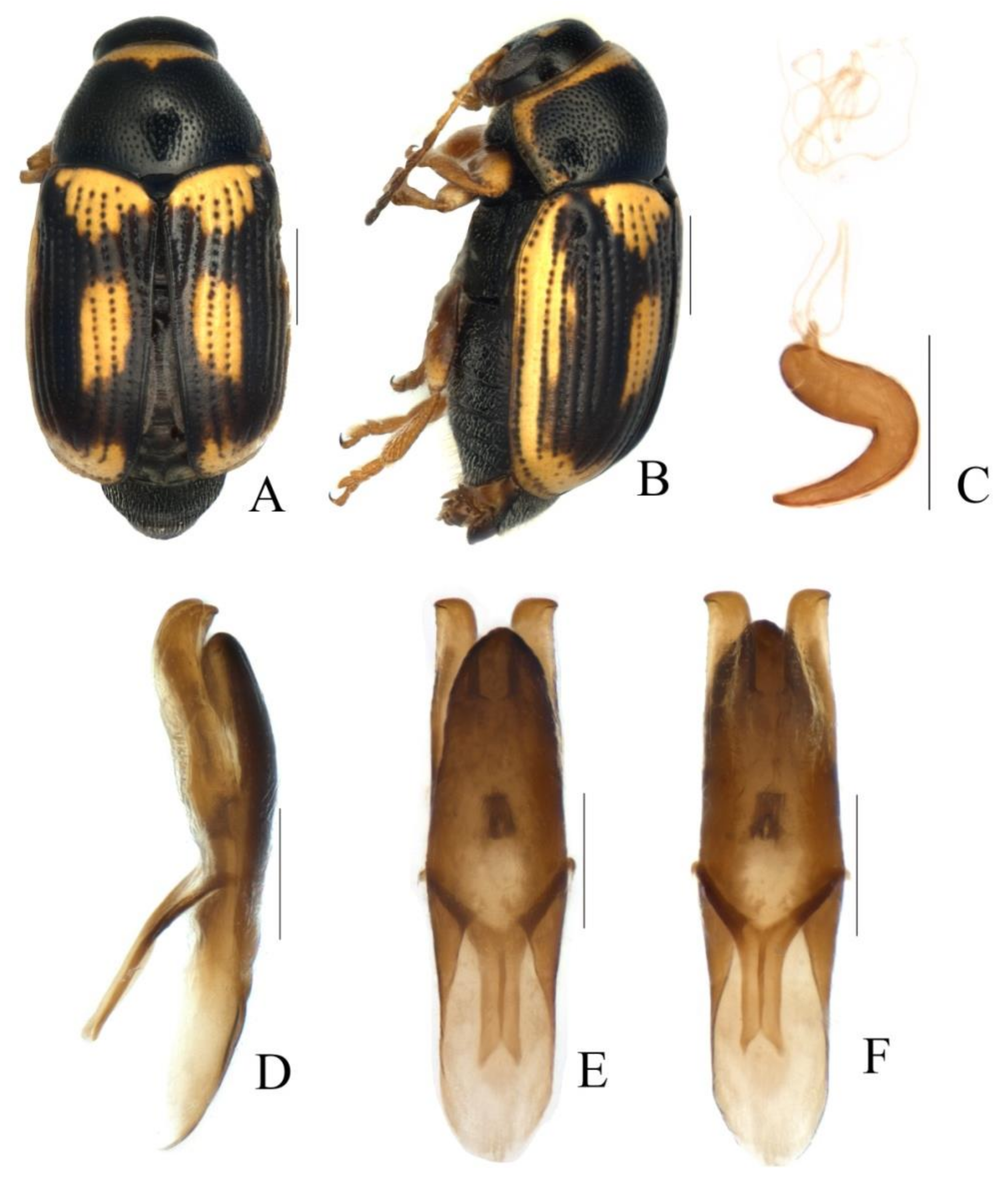 Diversity 13 00523 g038