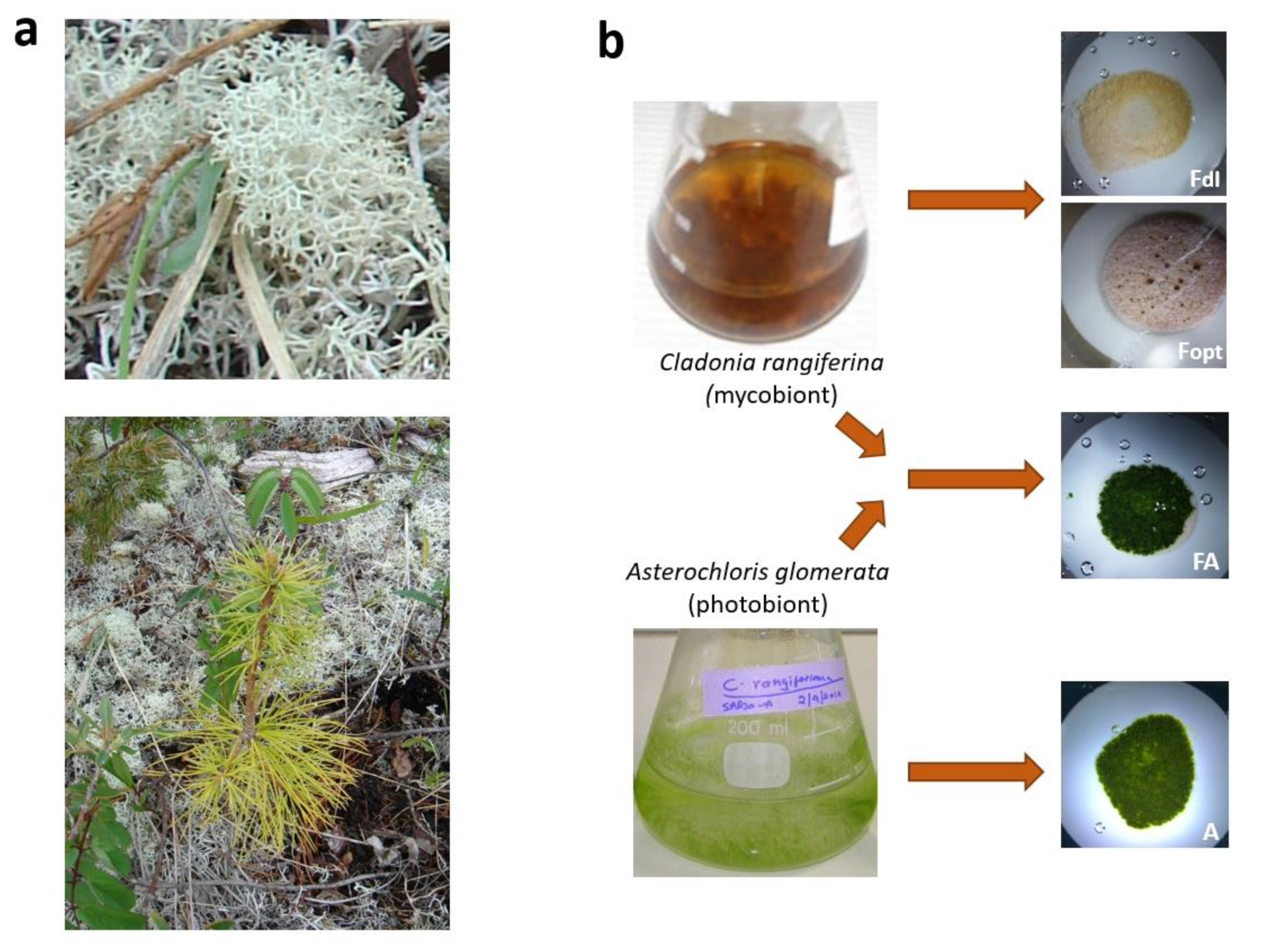 Diversity 13 00529 g001