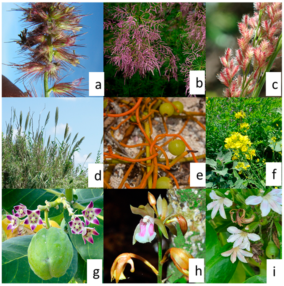 Diversity 13 00530 g003