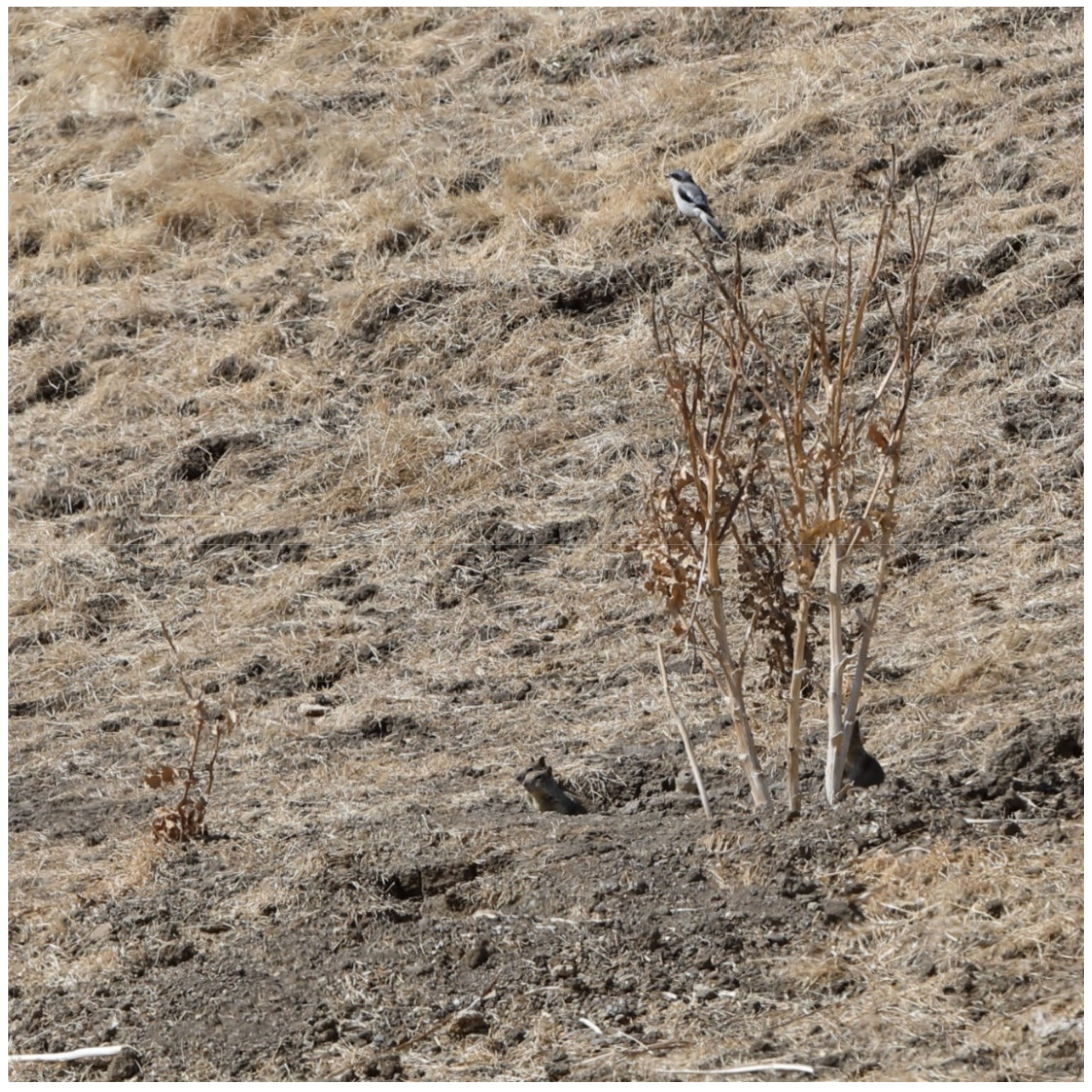 Diversity 13 00540 g003