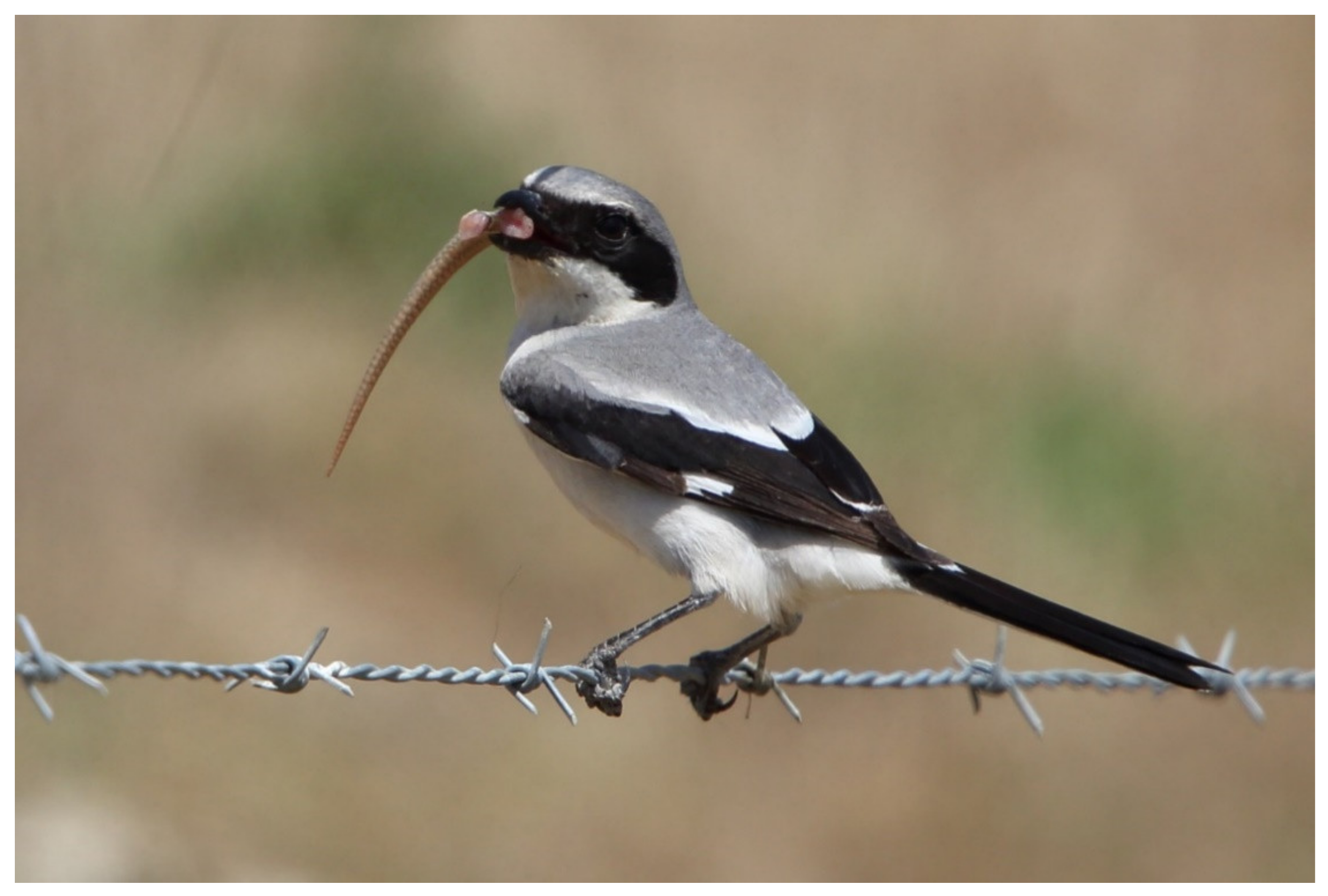 Diversity 13 00540 g005