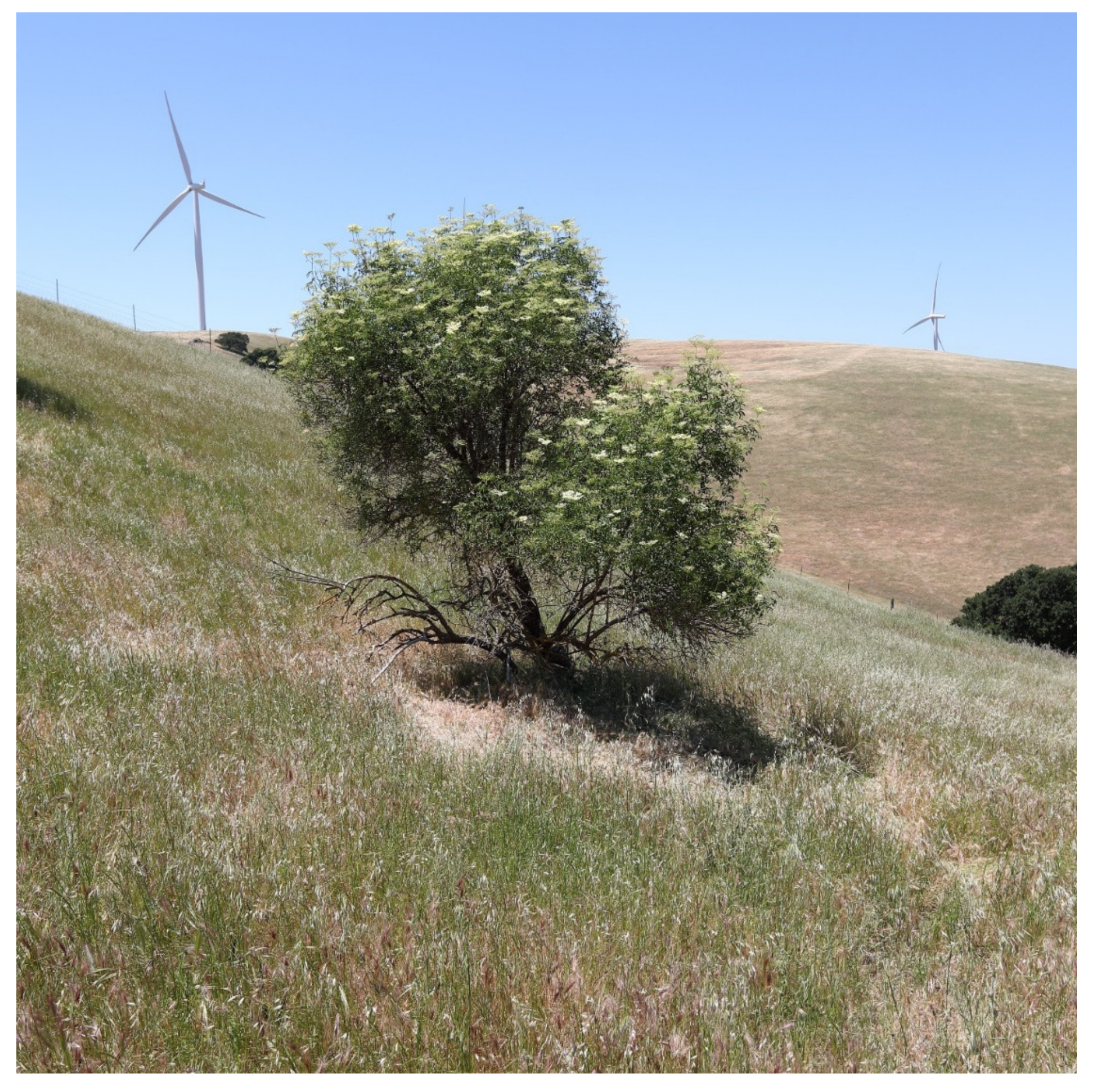 Diversity 13 00540 g013