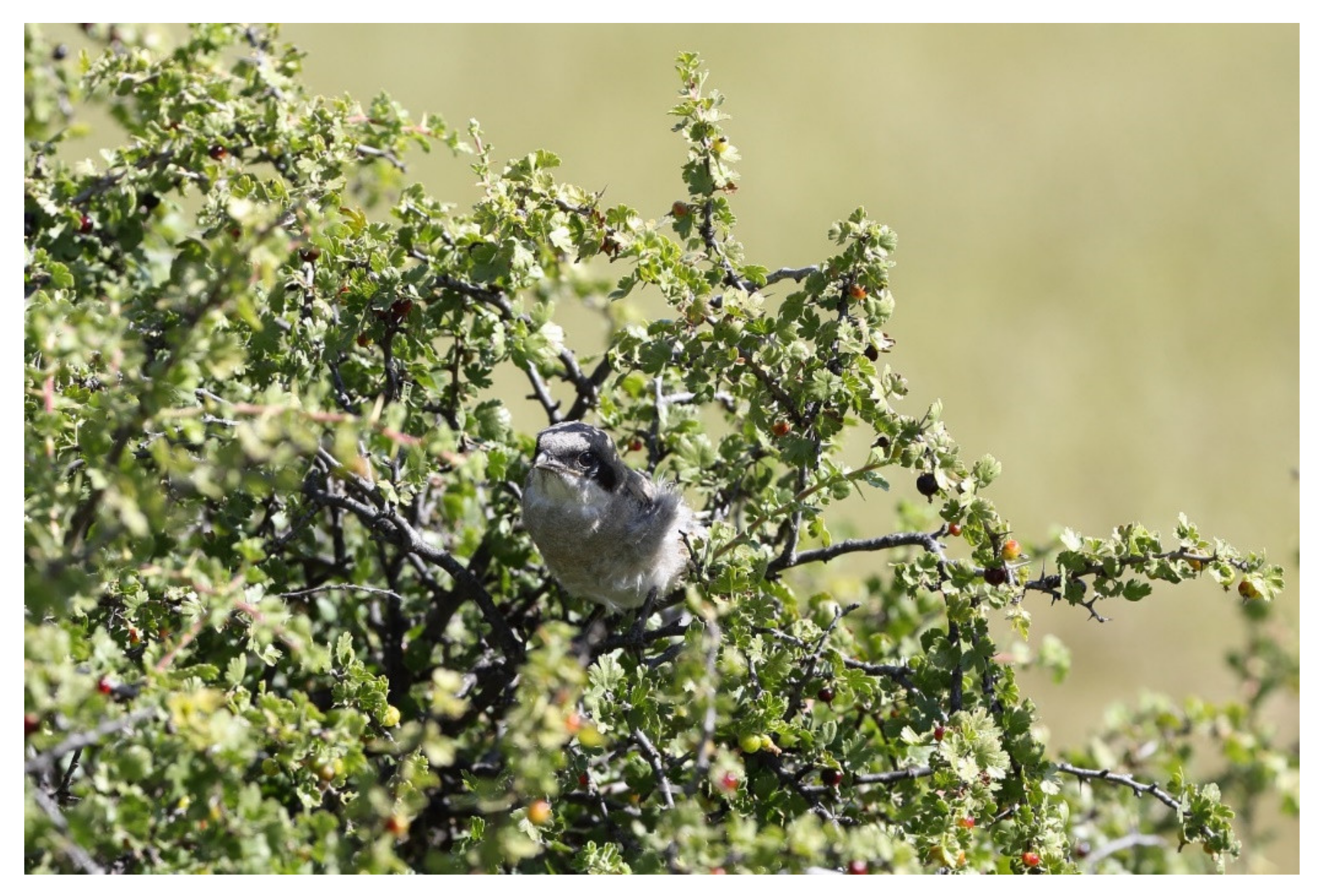 Diversity 13 00540 g015