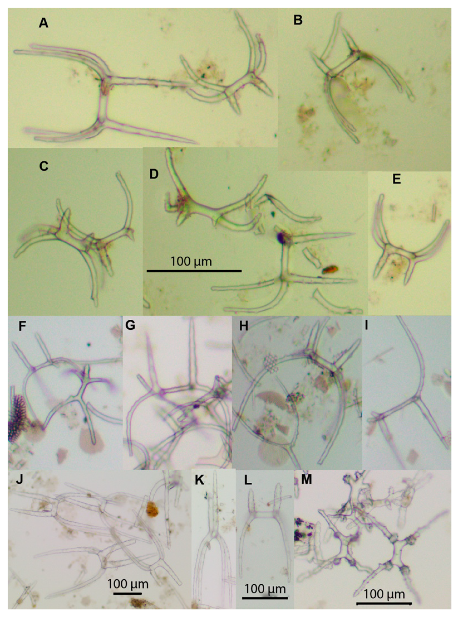 Diversity 13 00541 g002