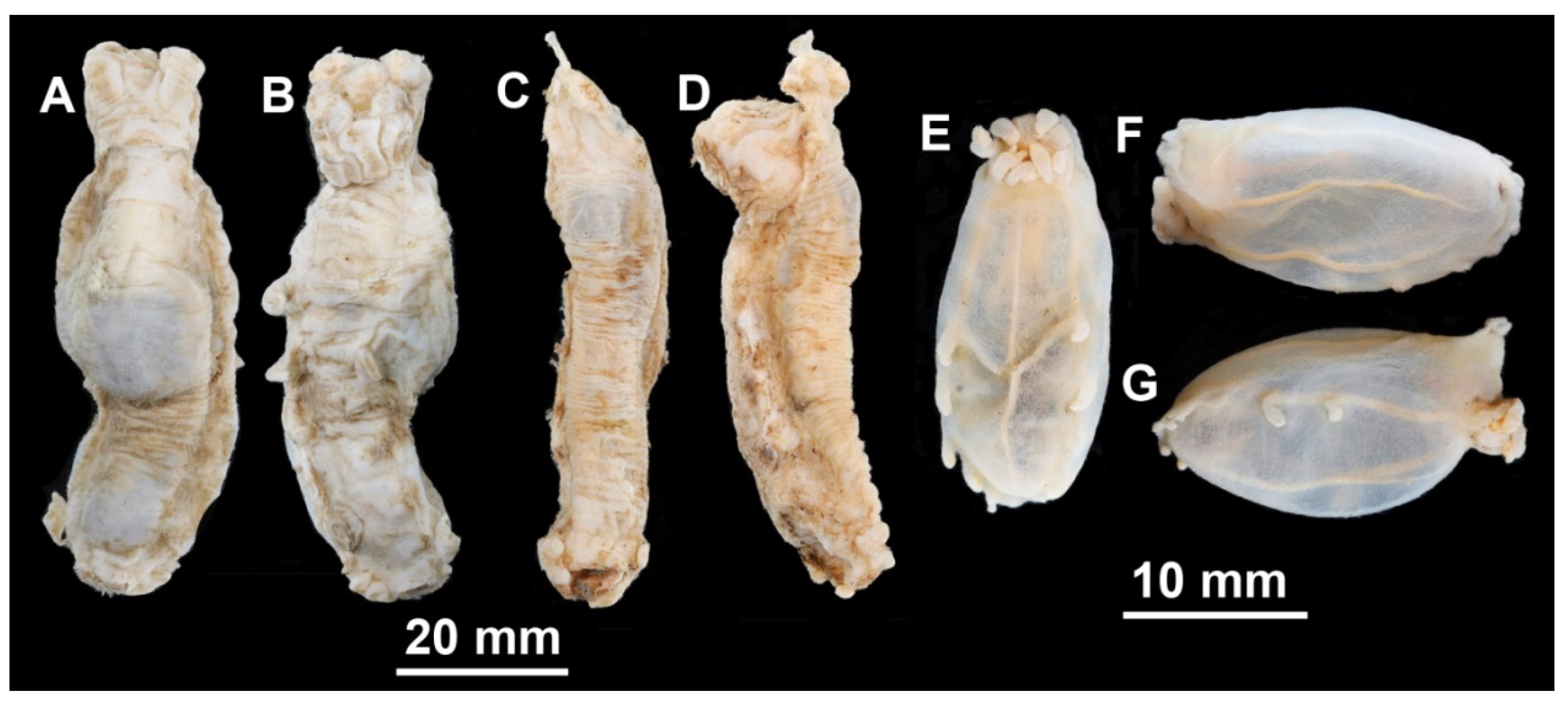 Diversity 13 00541 g003