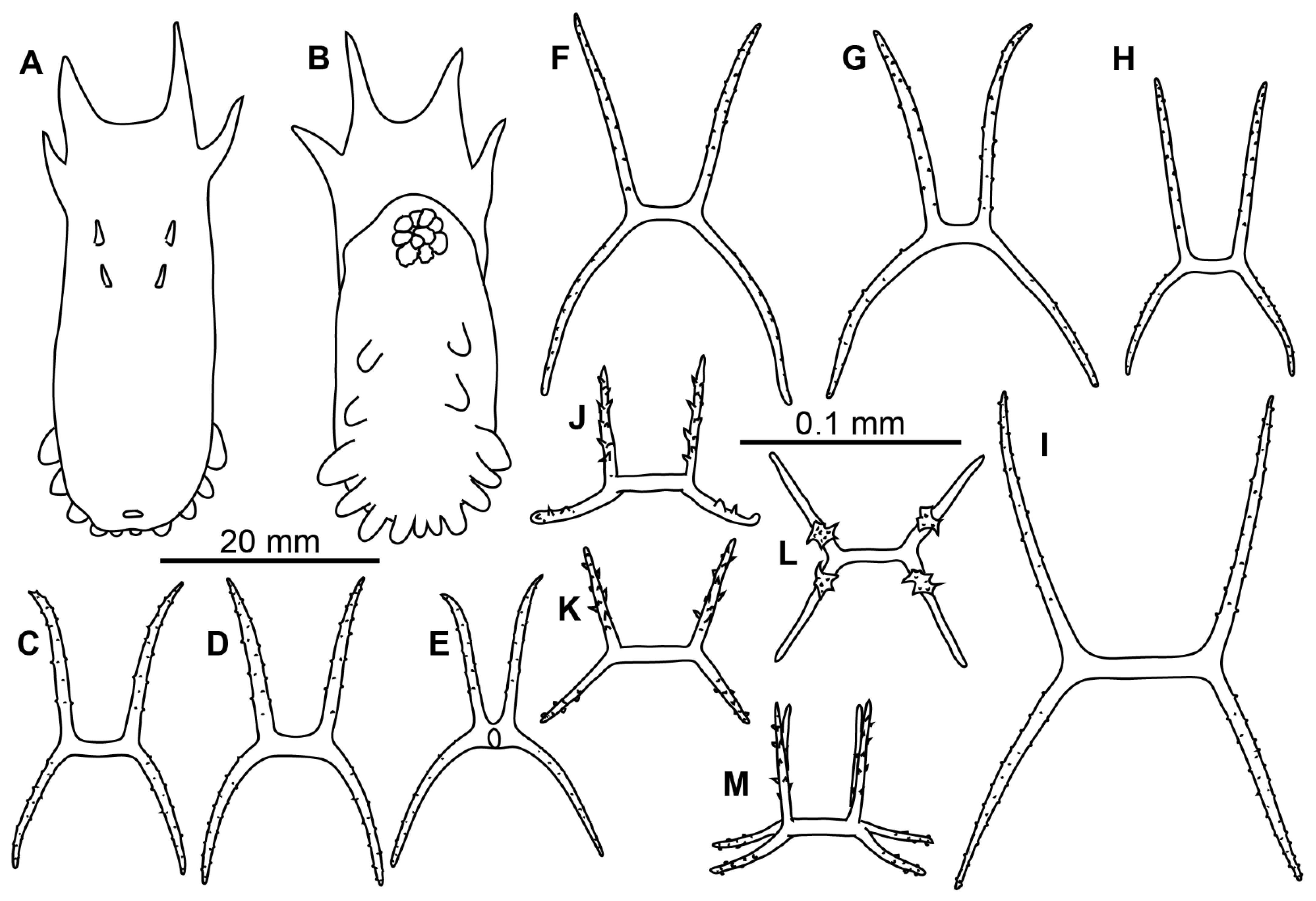 Diversity 13 00541 g005