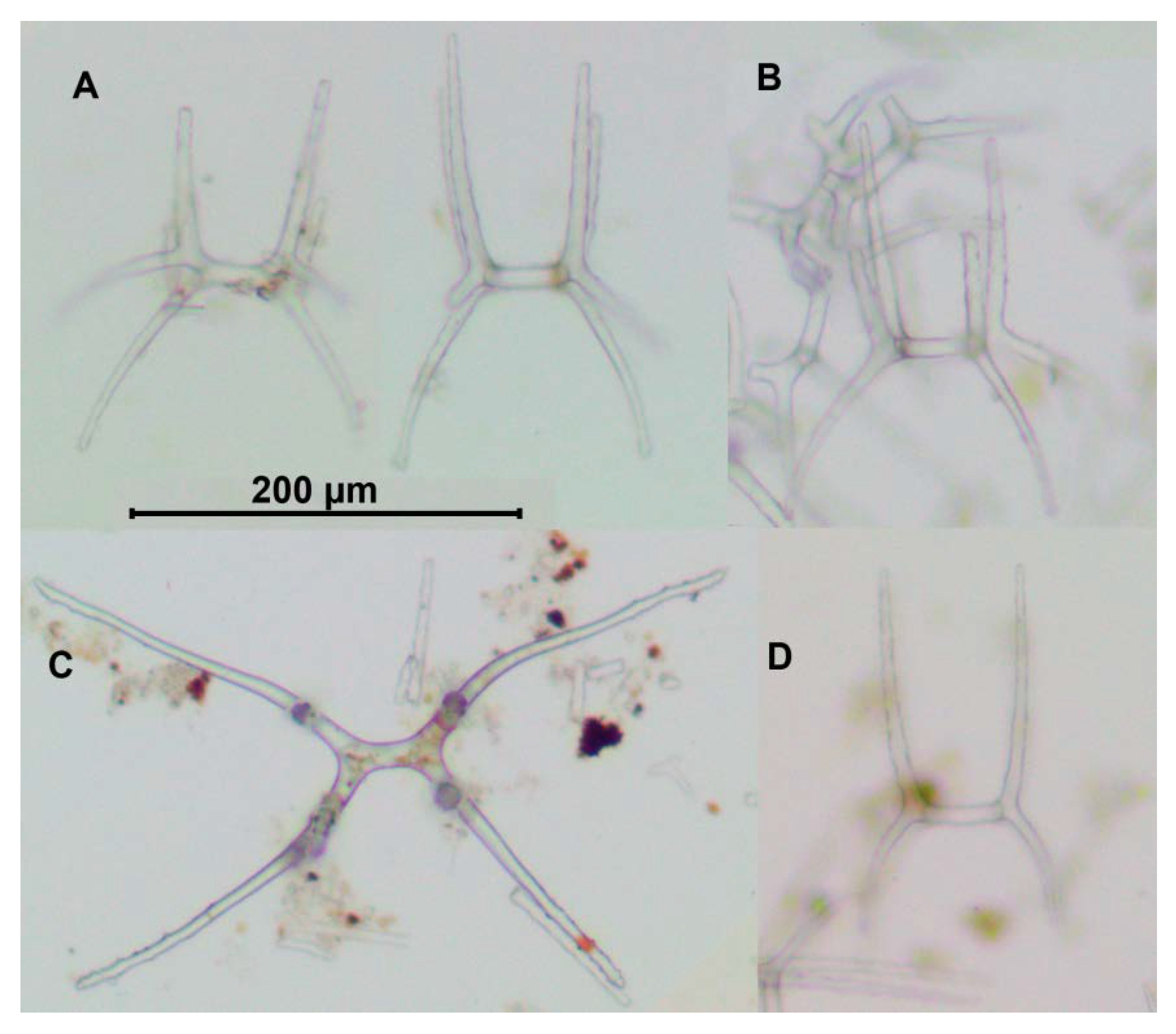 Diversity 13 00541 g007