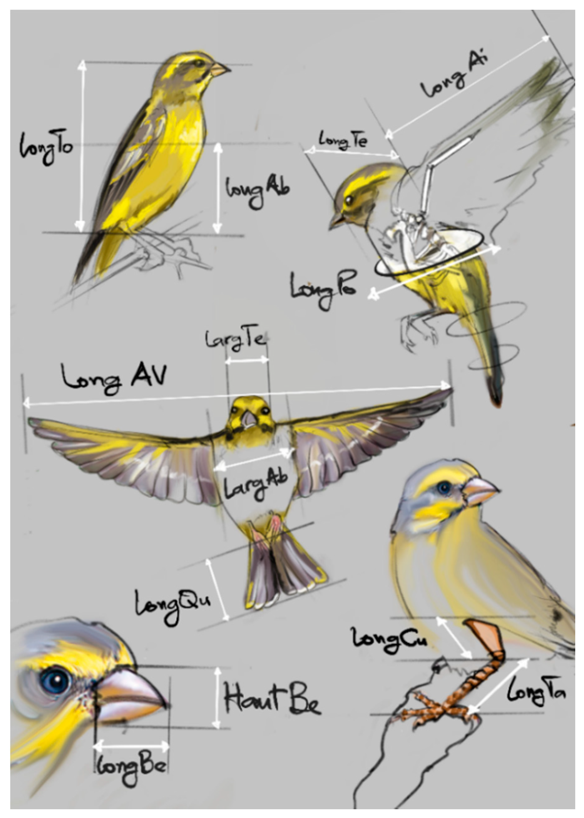 Diversity 13 00542 g002 Diversity 13 00542 g002