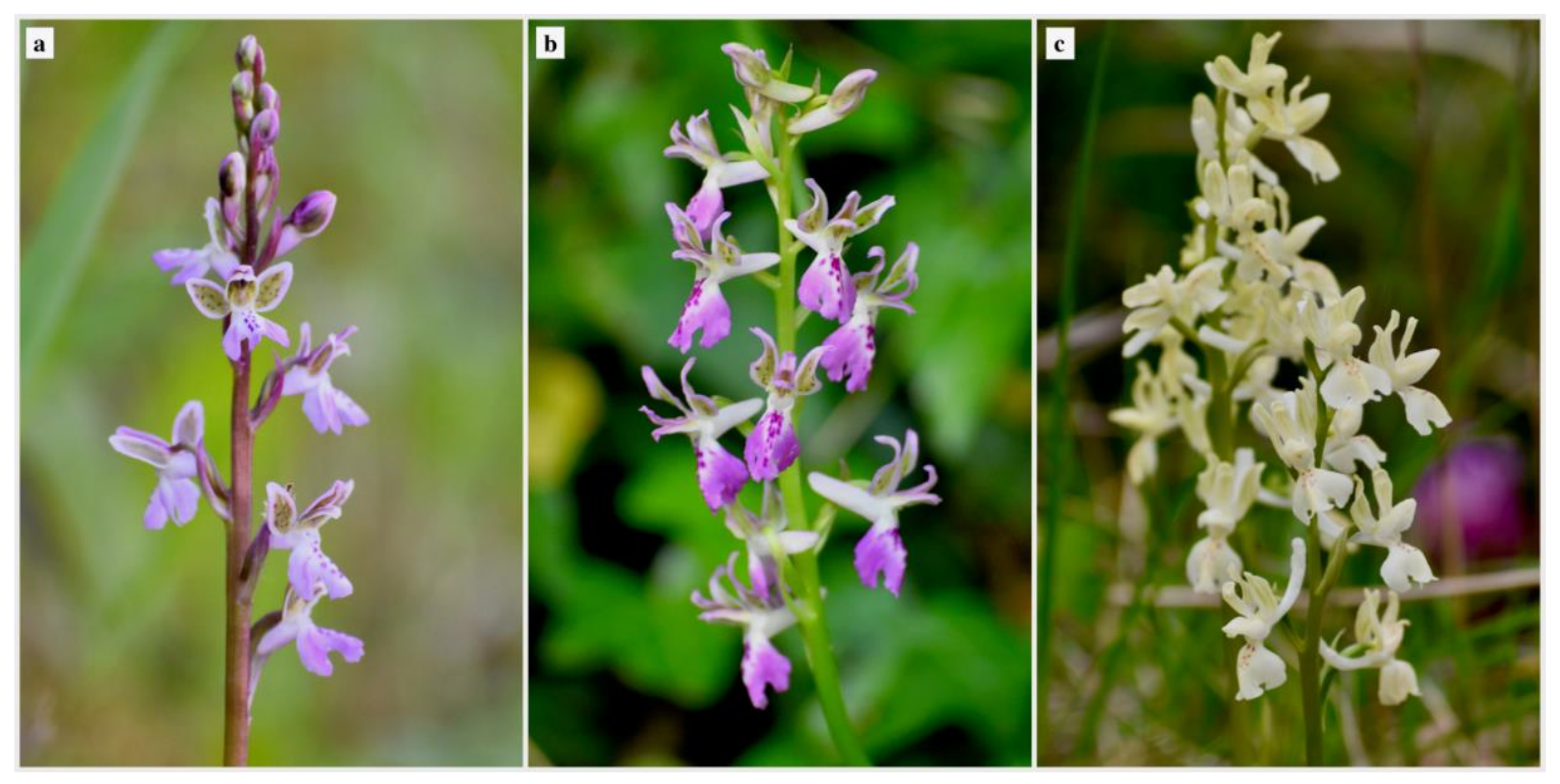 Diversity 13 00550 g001