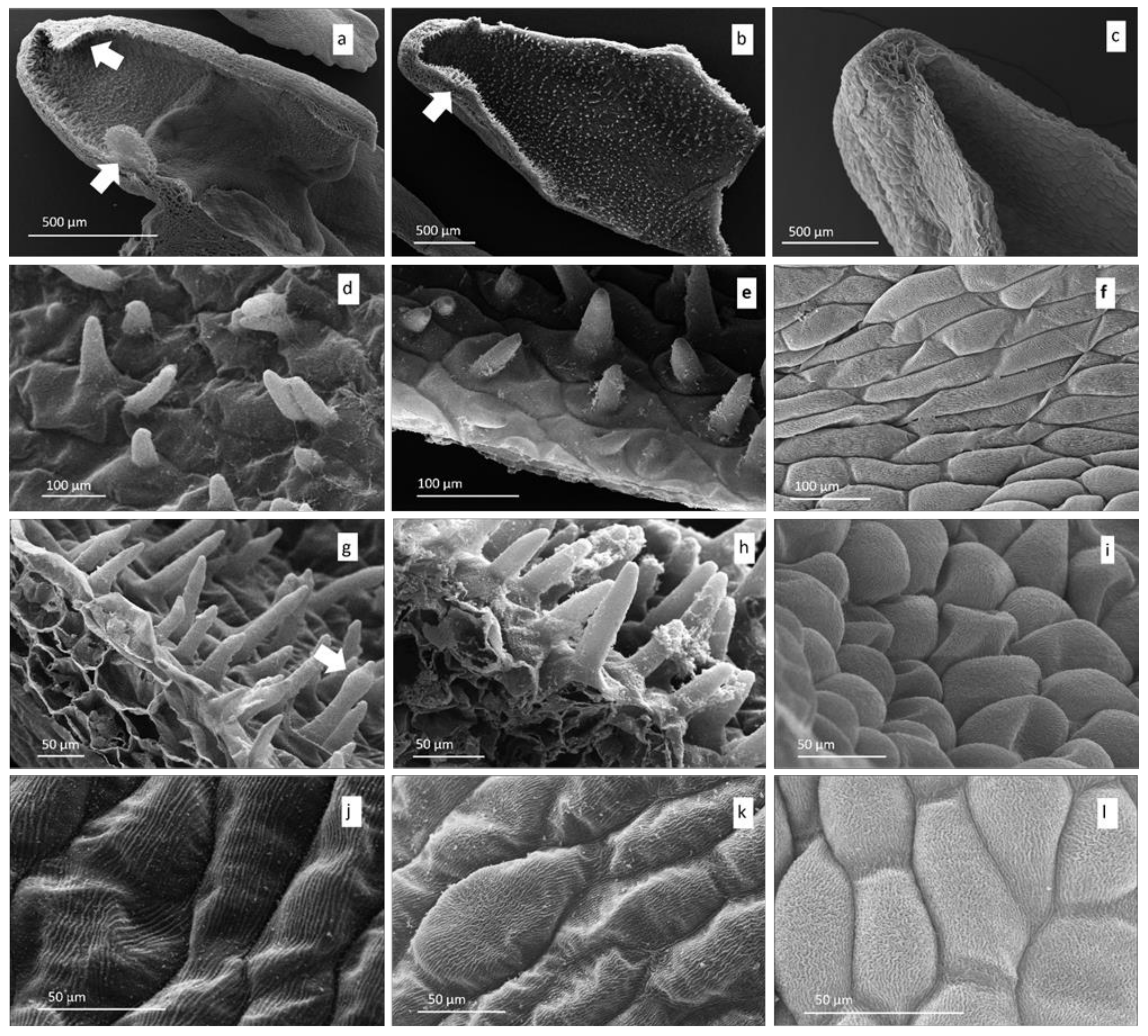 Diversity 13 00550 g002