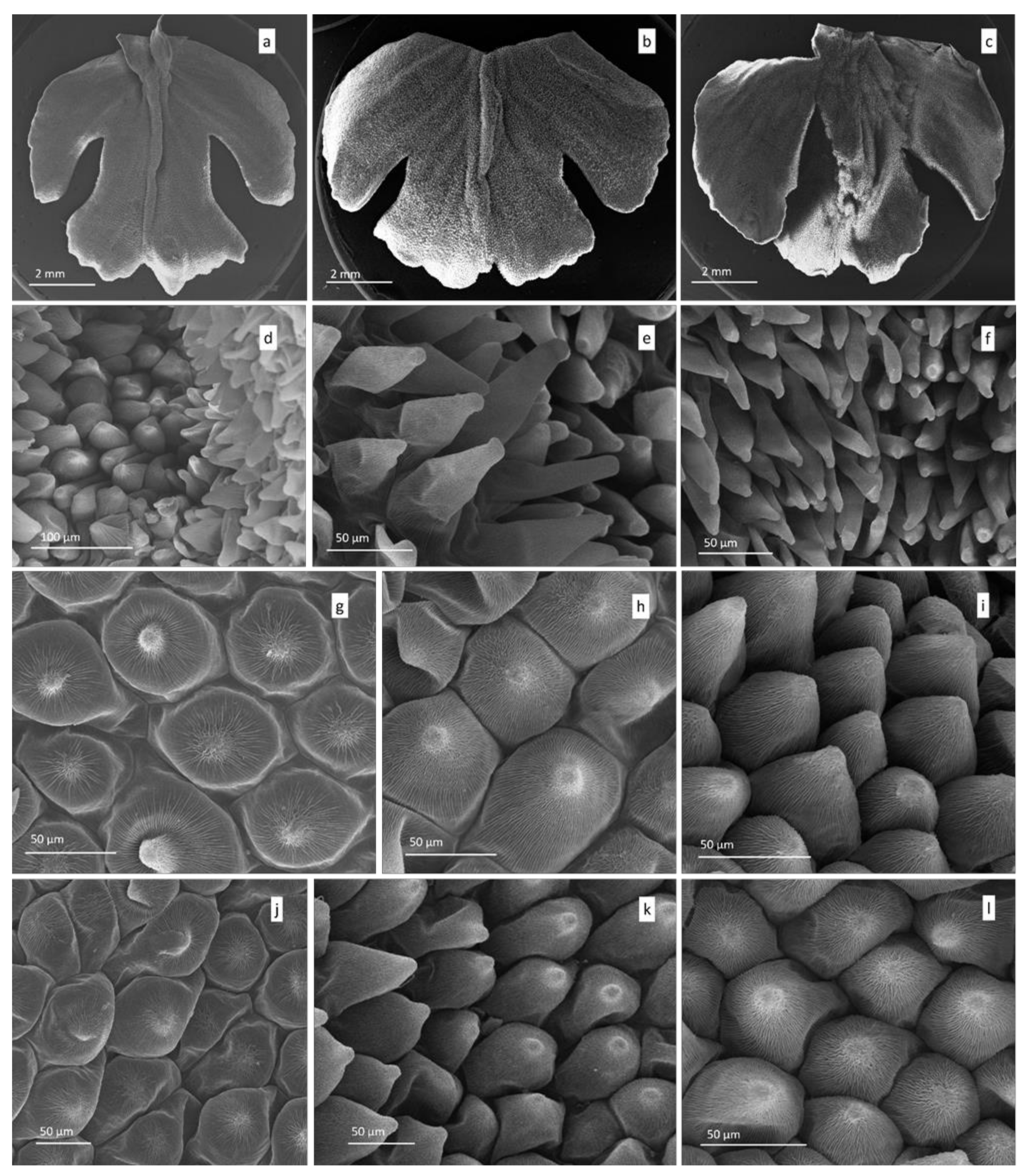 Diversity 13 00550 g003