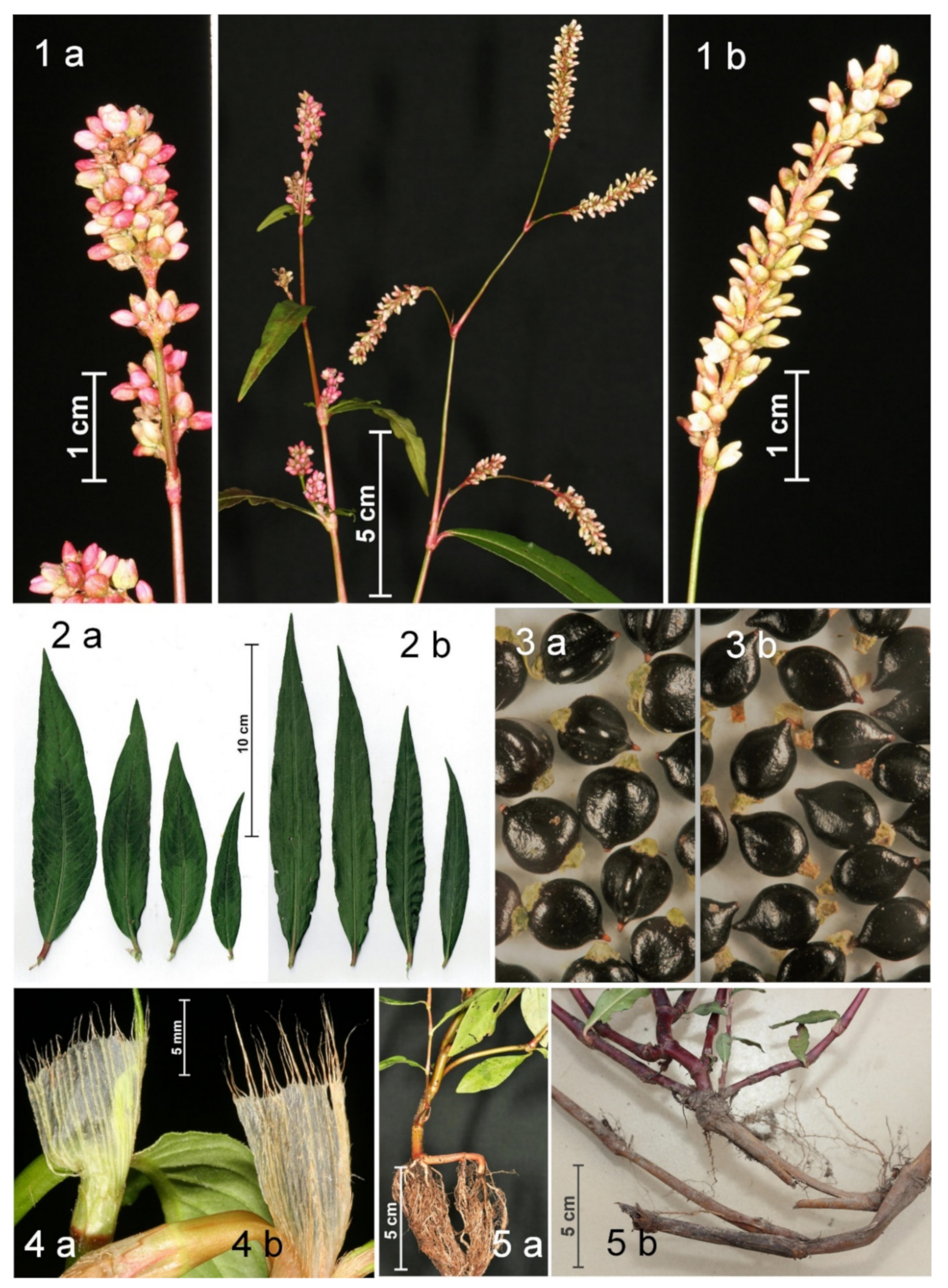 Diversity 13 00551 g001