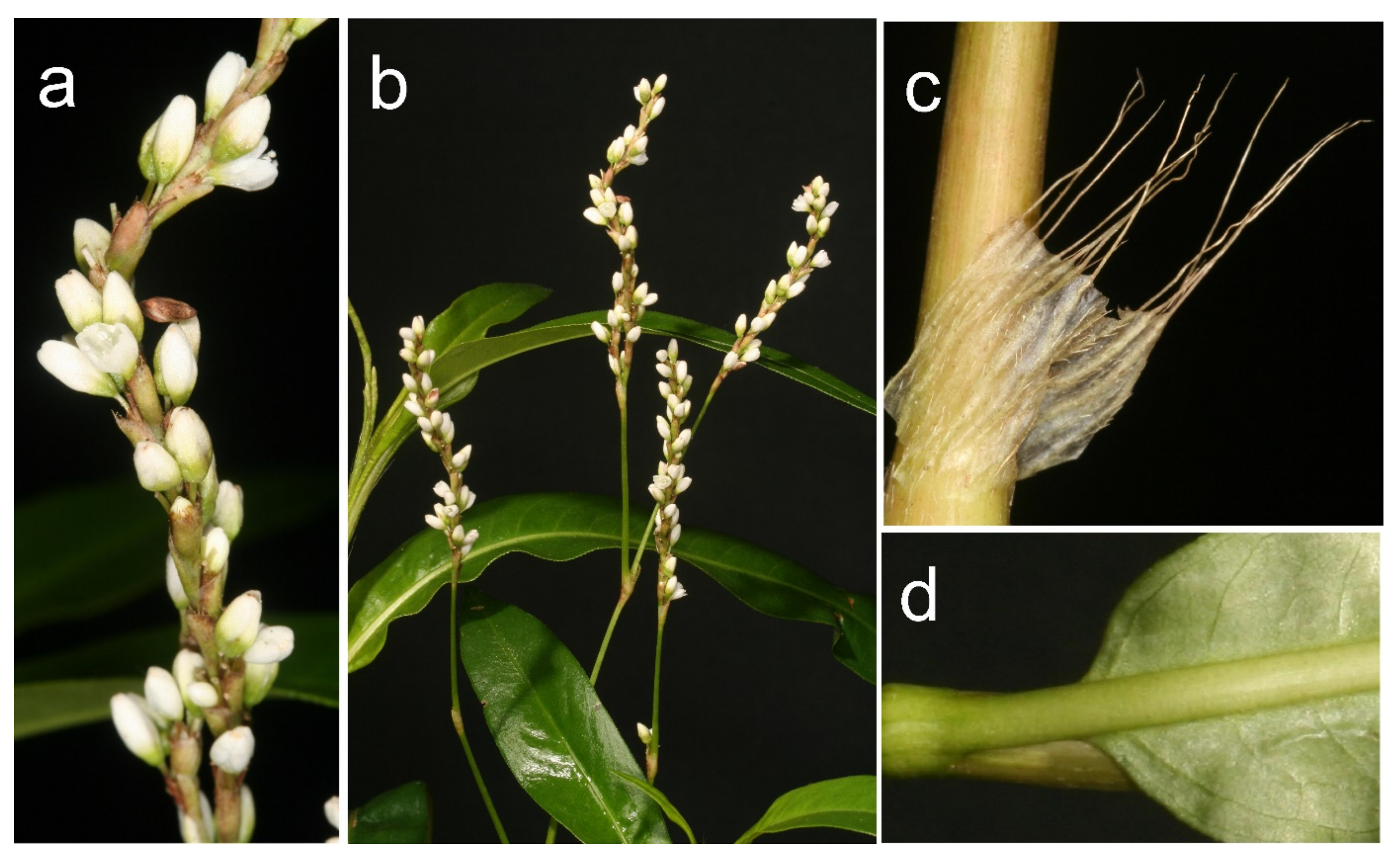 Diversity 13 00551 g002