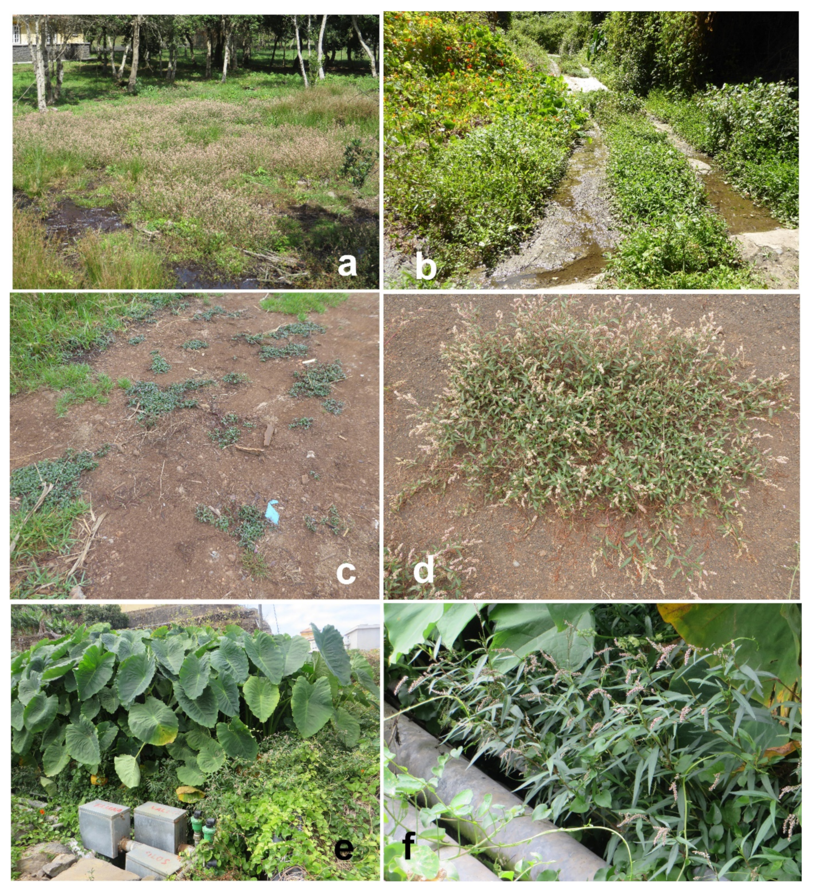 Diversity 13 00551 g004