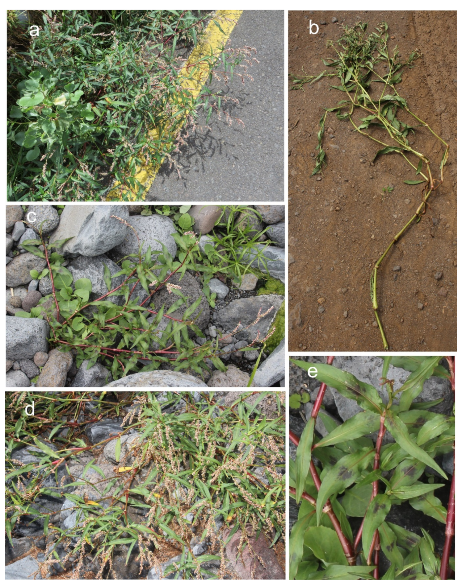 Diversity 13 00551 g005