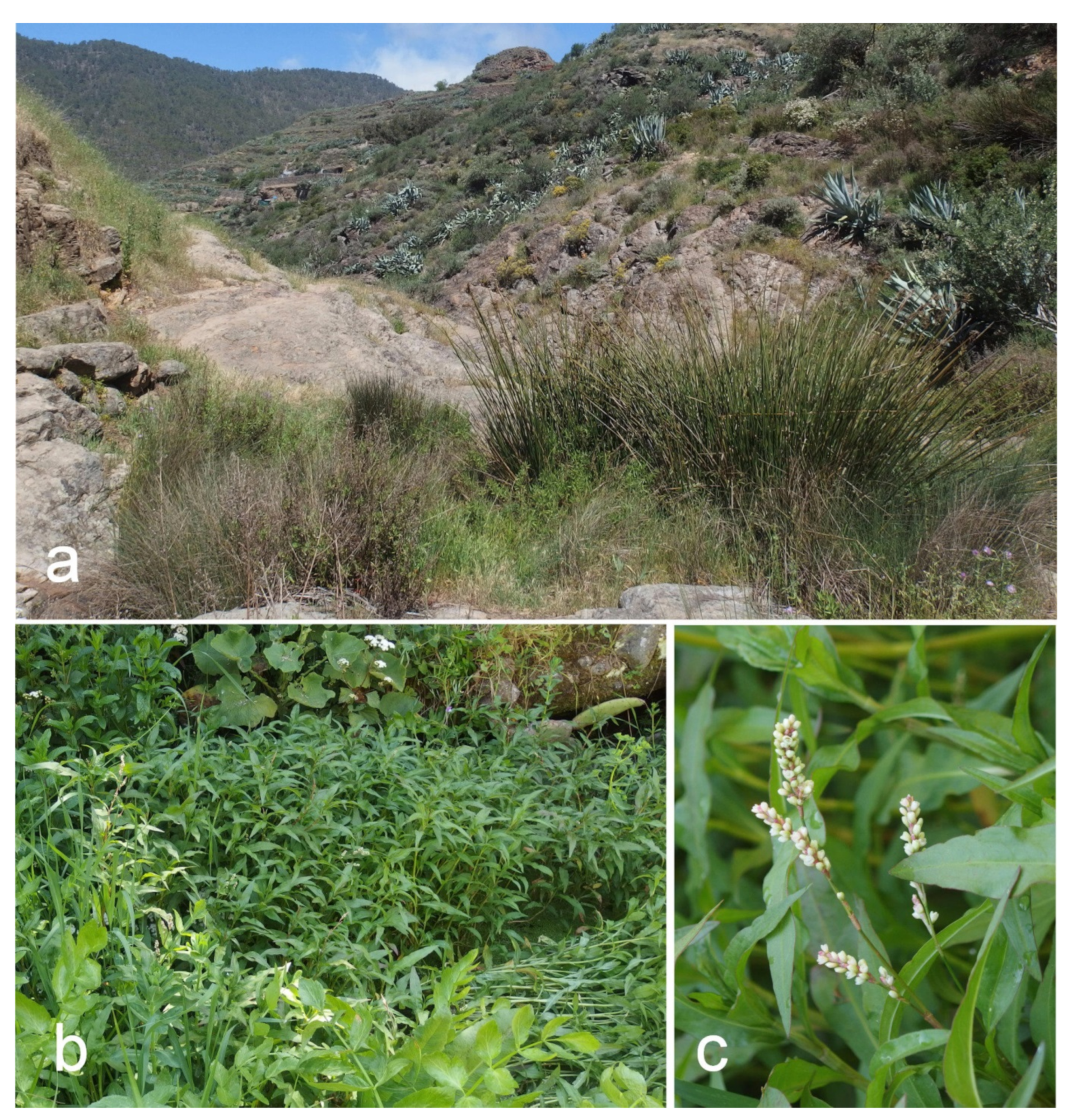 Diversity 13 00551 g006