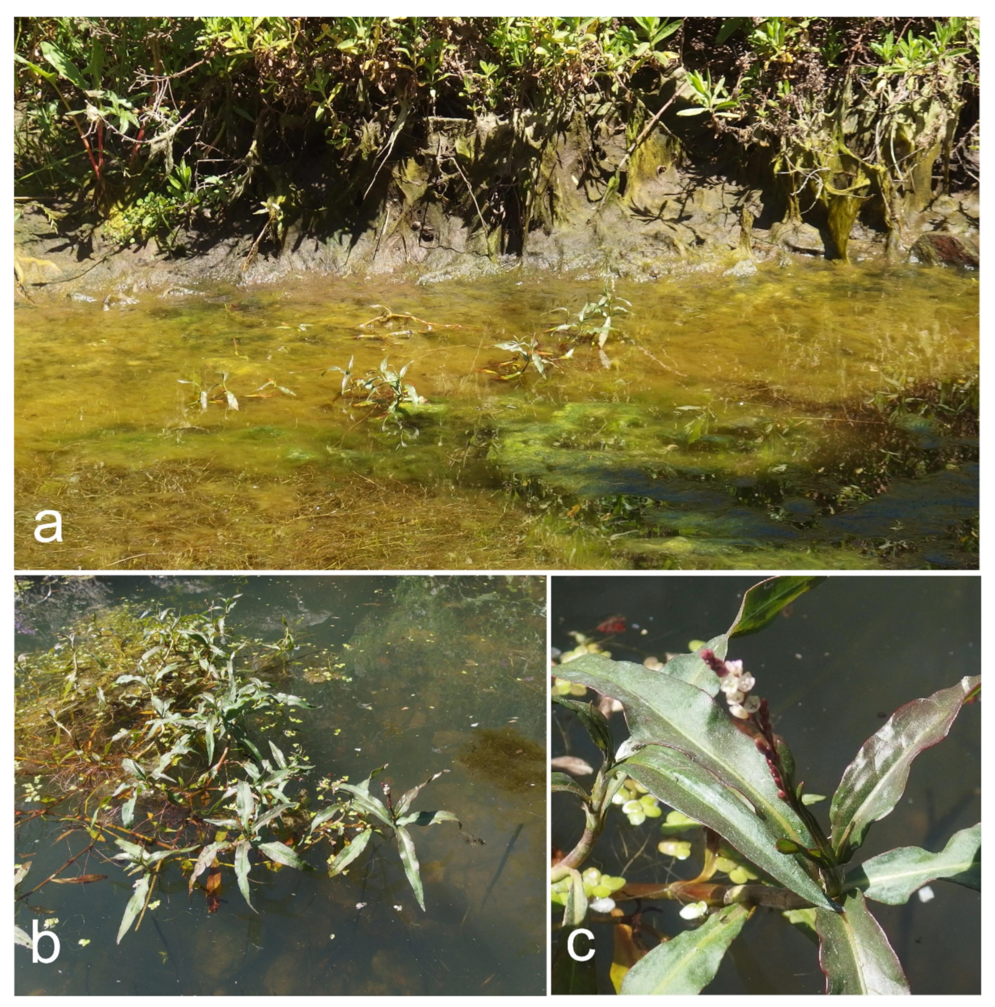 Diversity 13 00551 g007