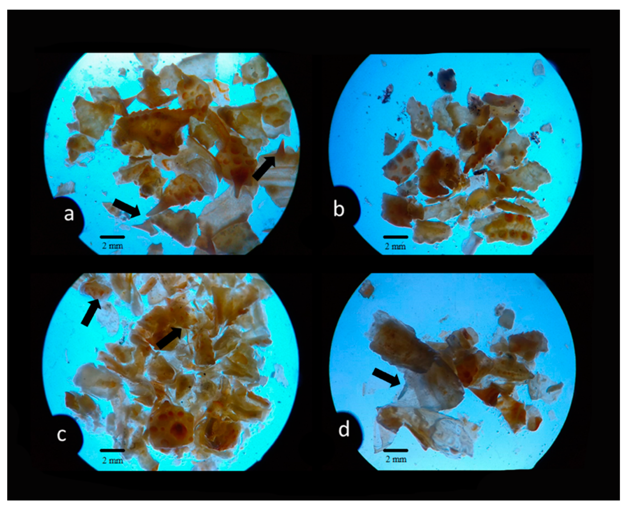 Diversity 13 00556 g003