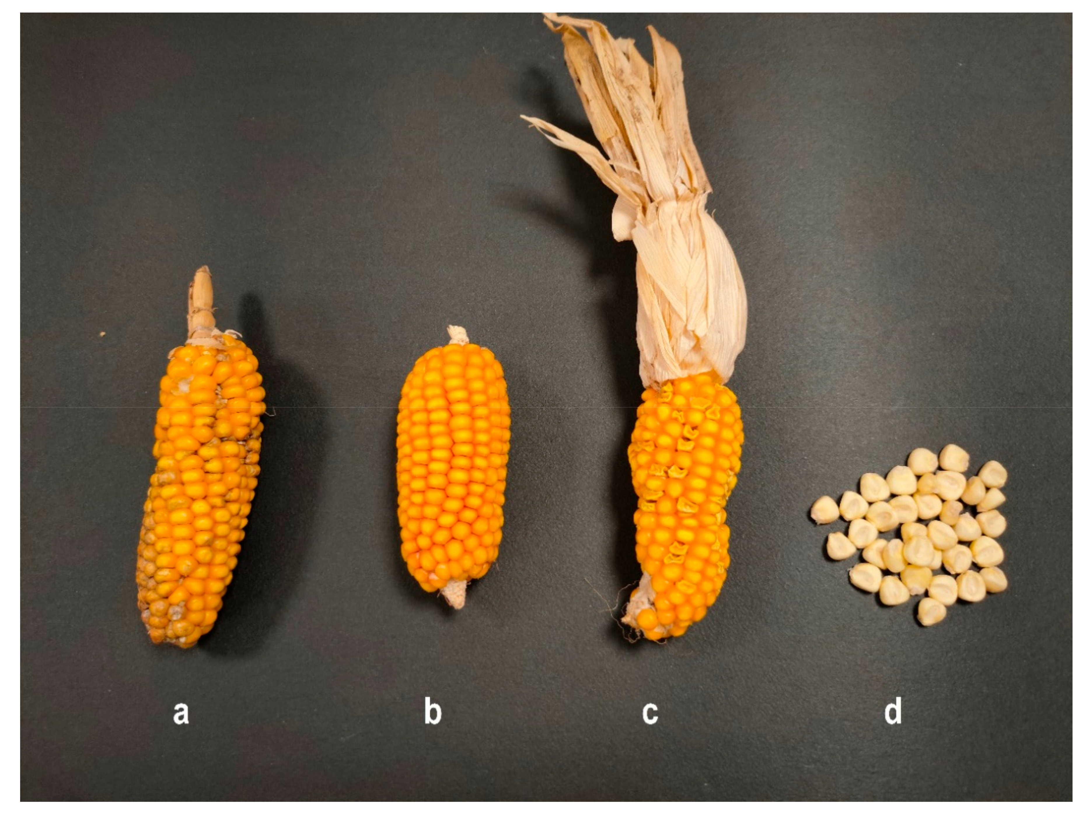 Diversity 13 00558 g002