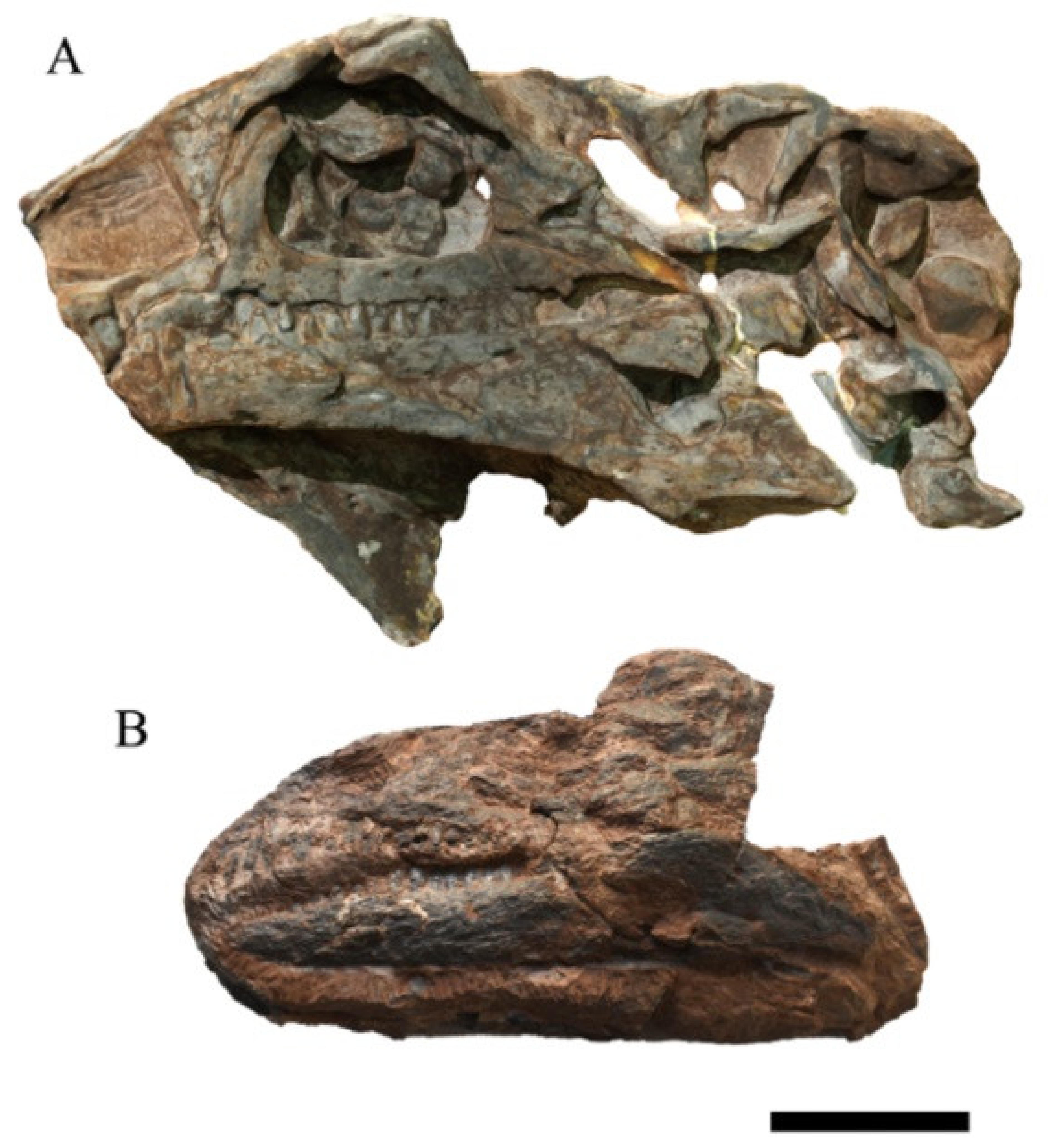 Diversity 13 00561 g003