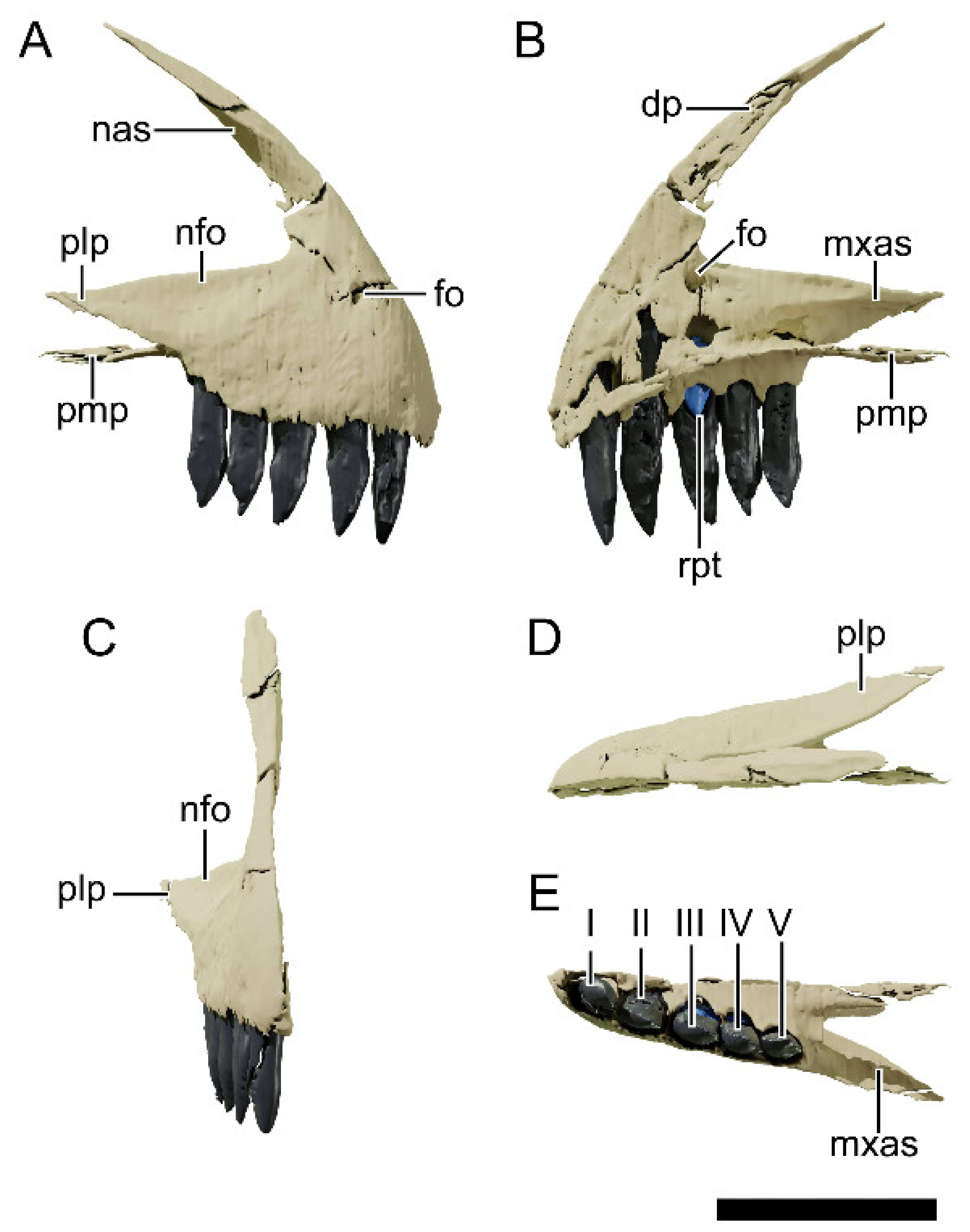 Diversity 13 00561 g009