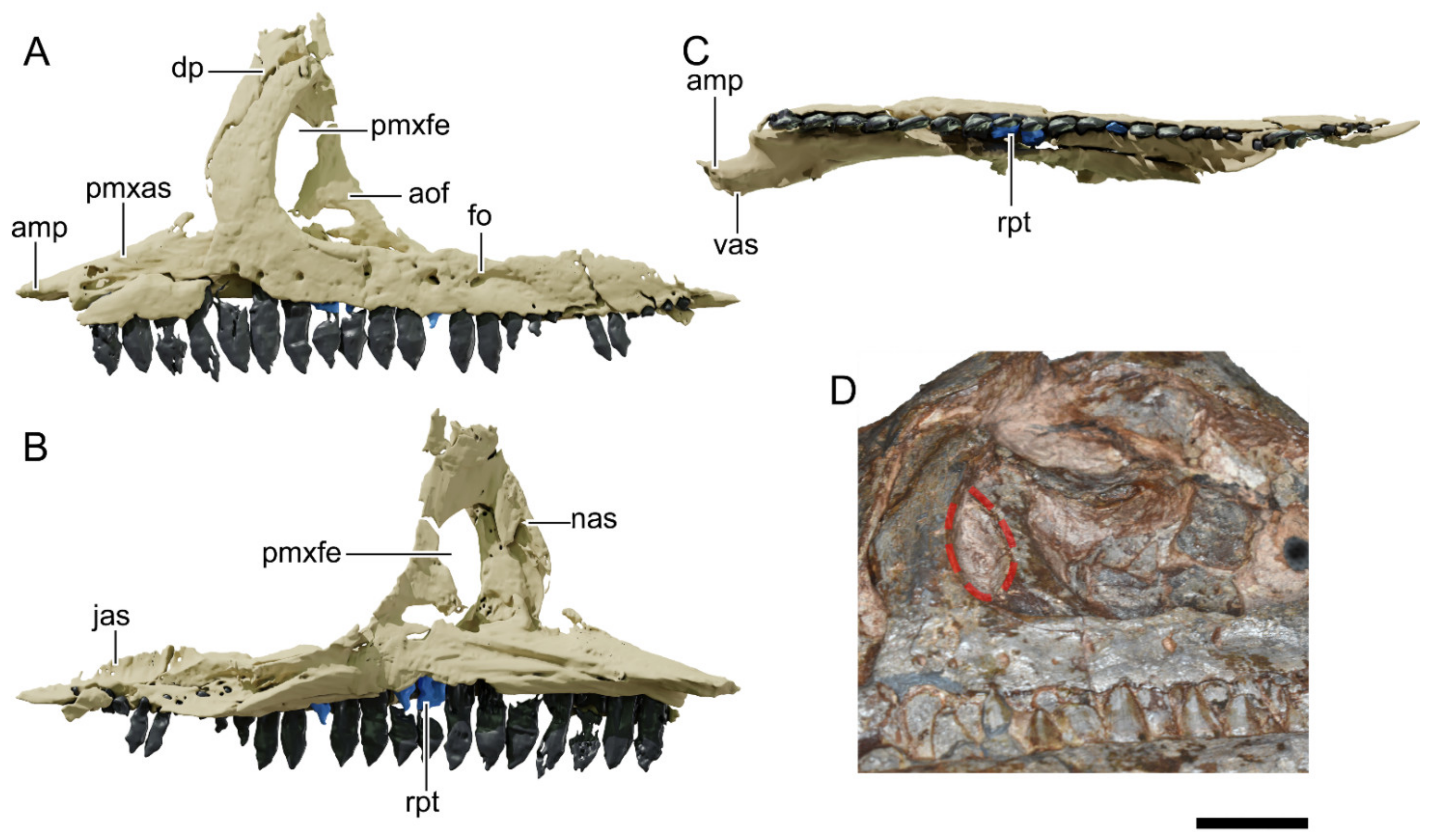 Diversity 13 00561 g010