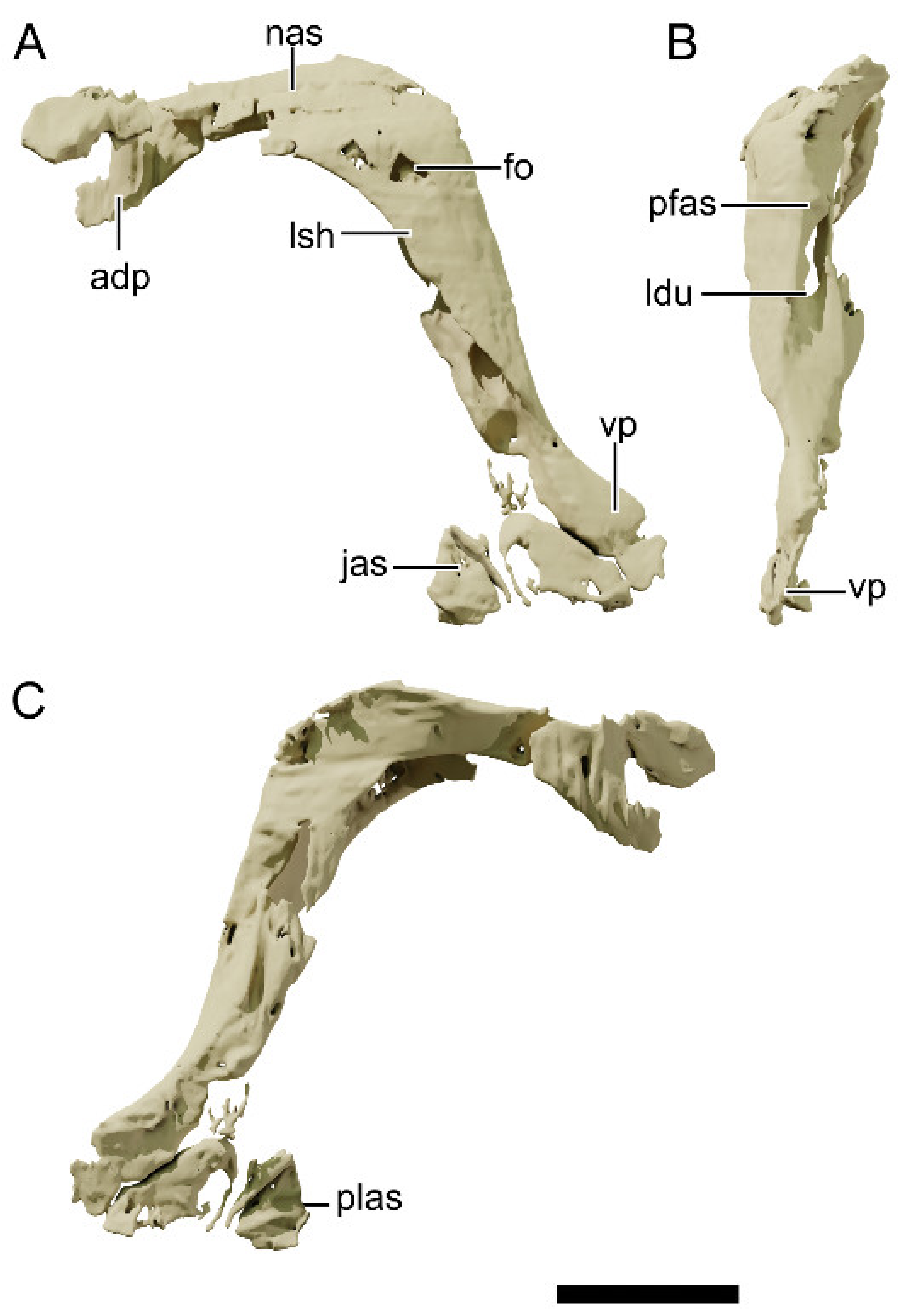 Diversity 13 00561 g012